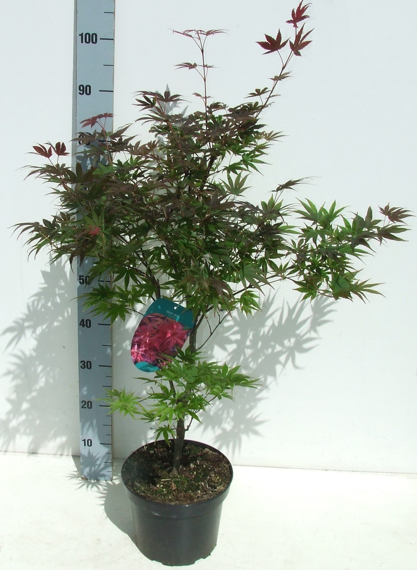 Acer palmatum 'Pixie' P23 Full CC, D 23 cm