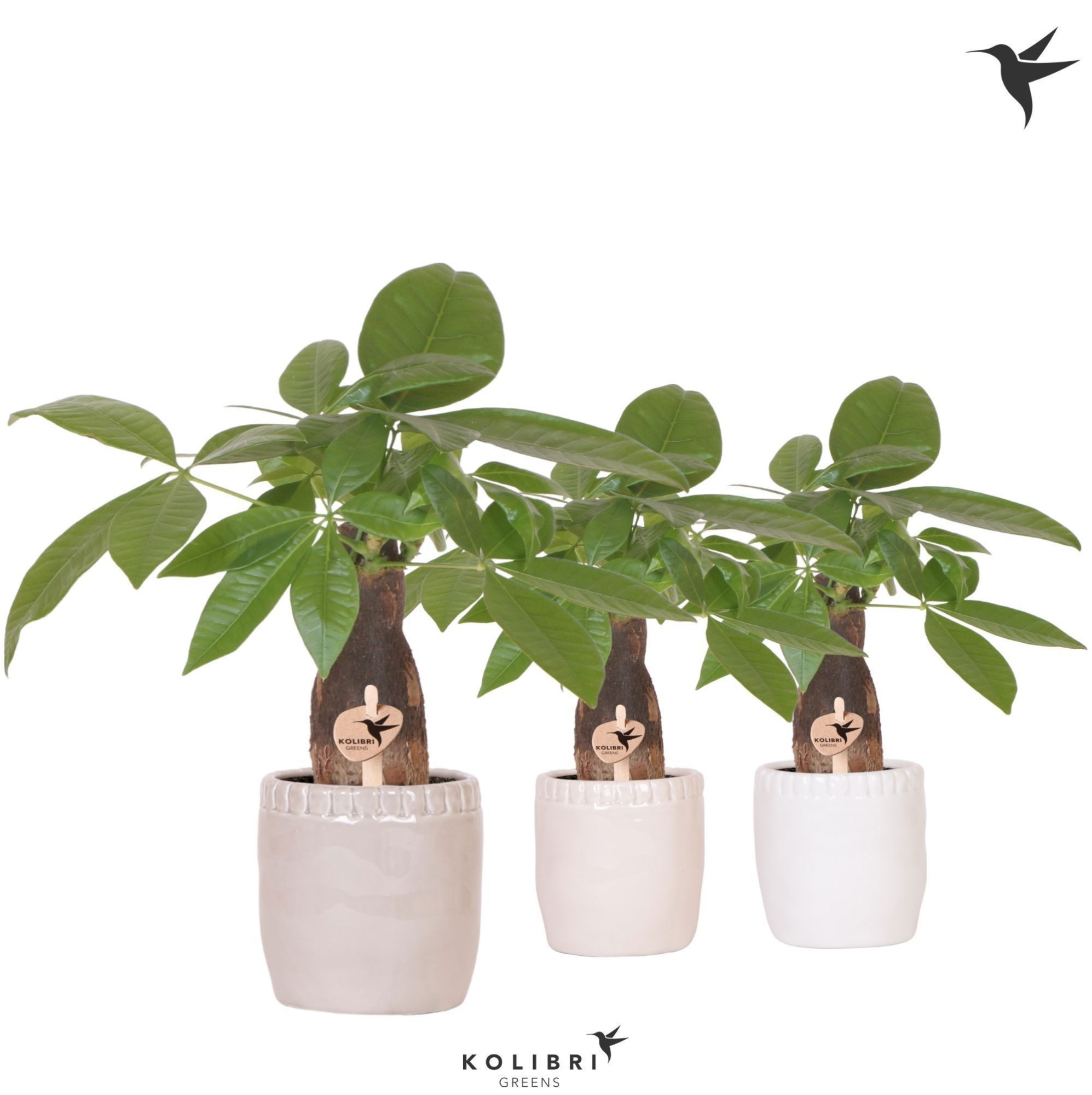 Kolibri Greens Pachira in Stones pot mix, D 9 cm