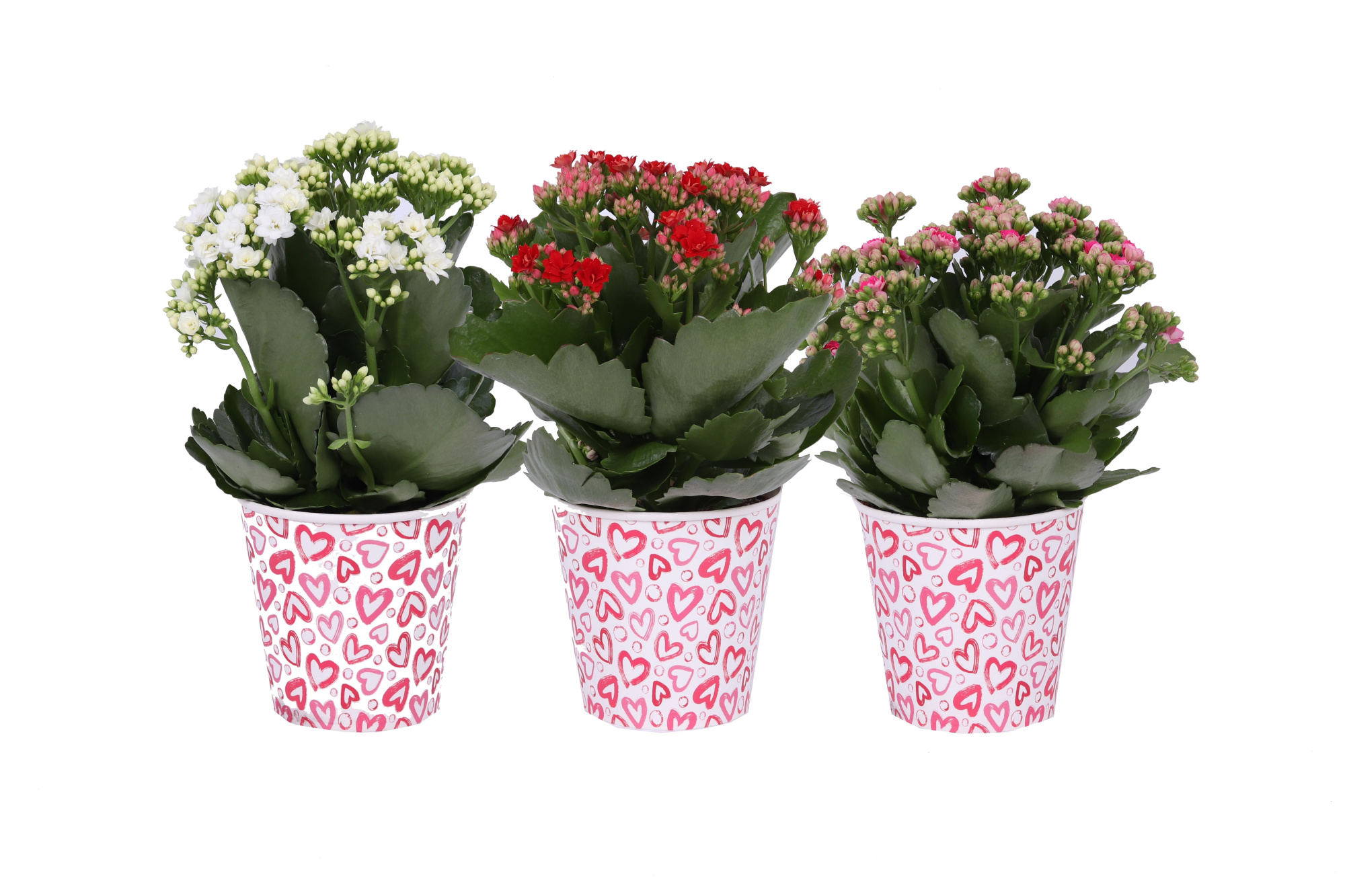 KP-904.1 - Kalanchoe Rosalina 12cm in smartcup love, D 12