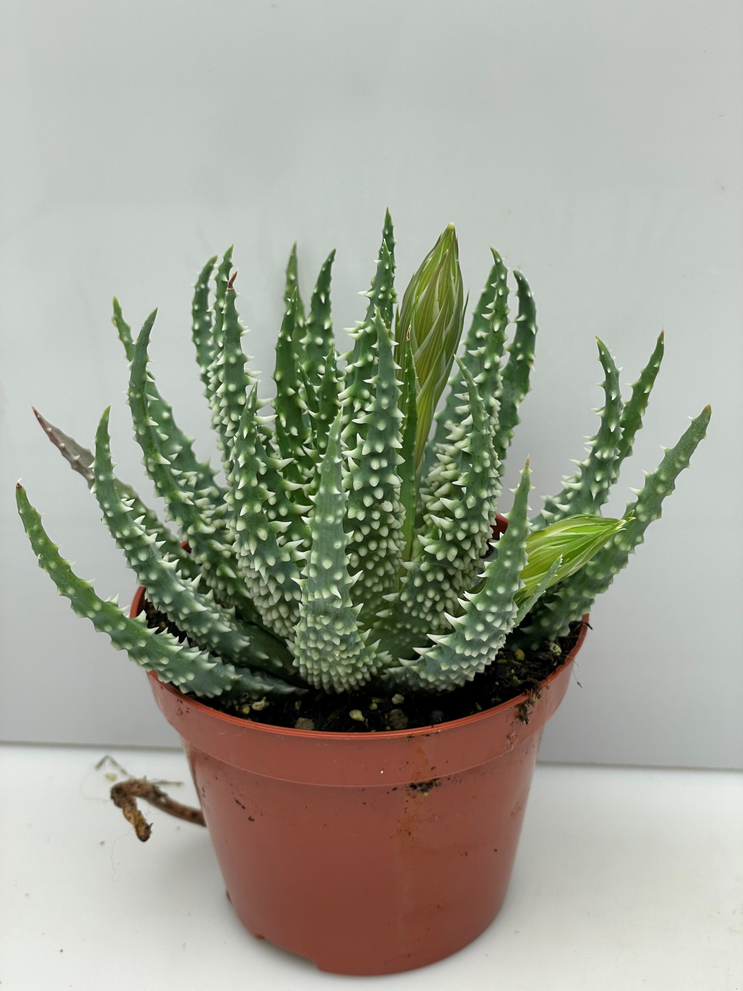 222 Aloe Humillis 8,5 cm, D 8,5