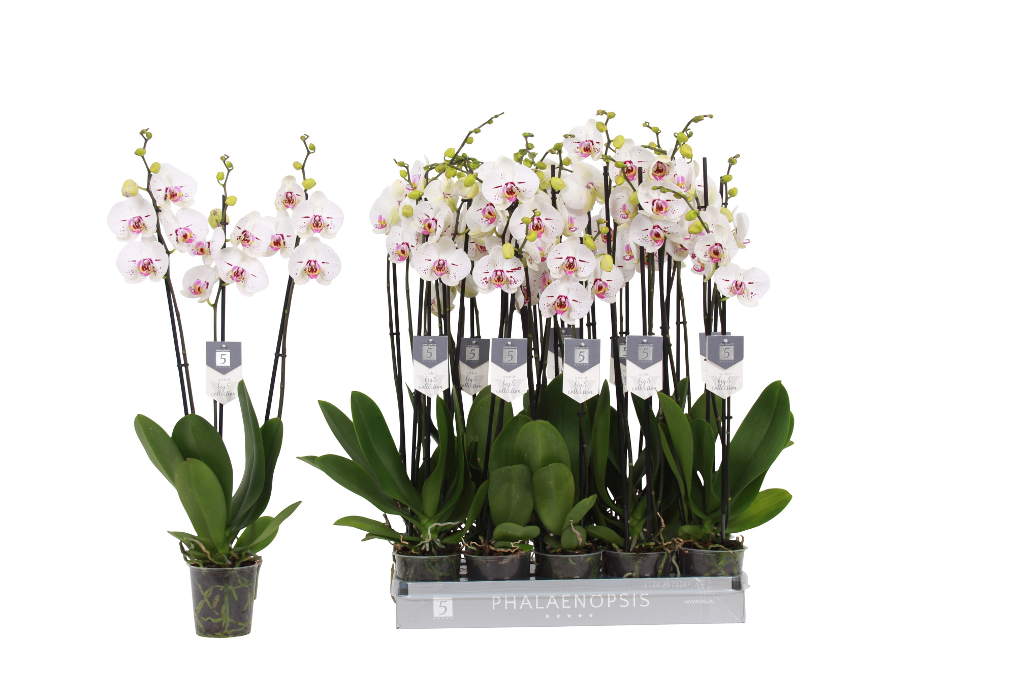Phalaenopsis Allurion, 3-spike 22+, D 12