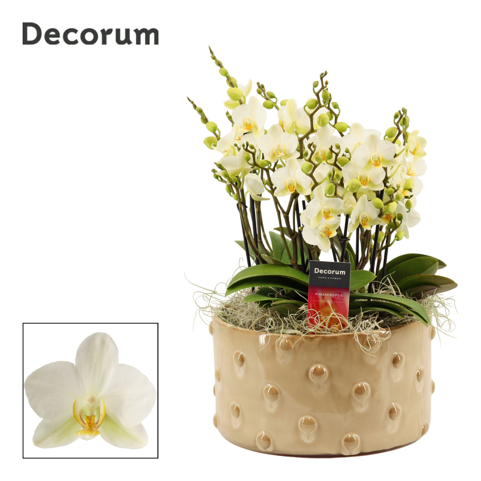 Belle dazzling Lausanne 9+ tak symphony (Deco-collection), D 27 cm