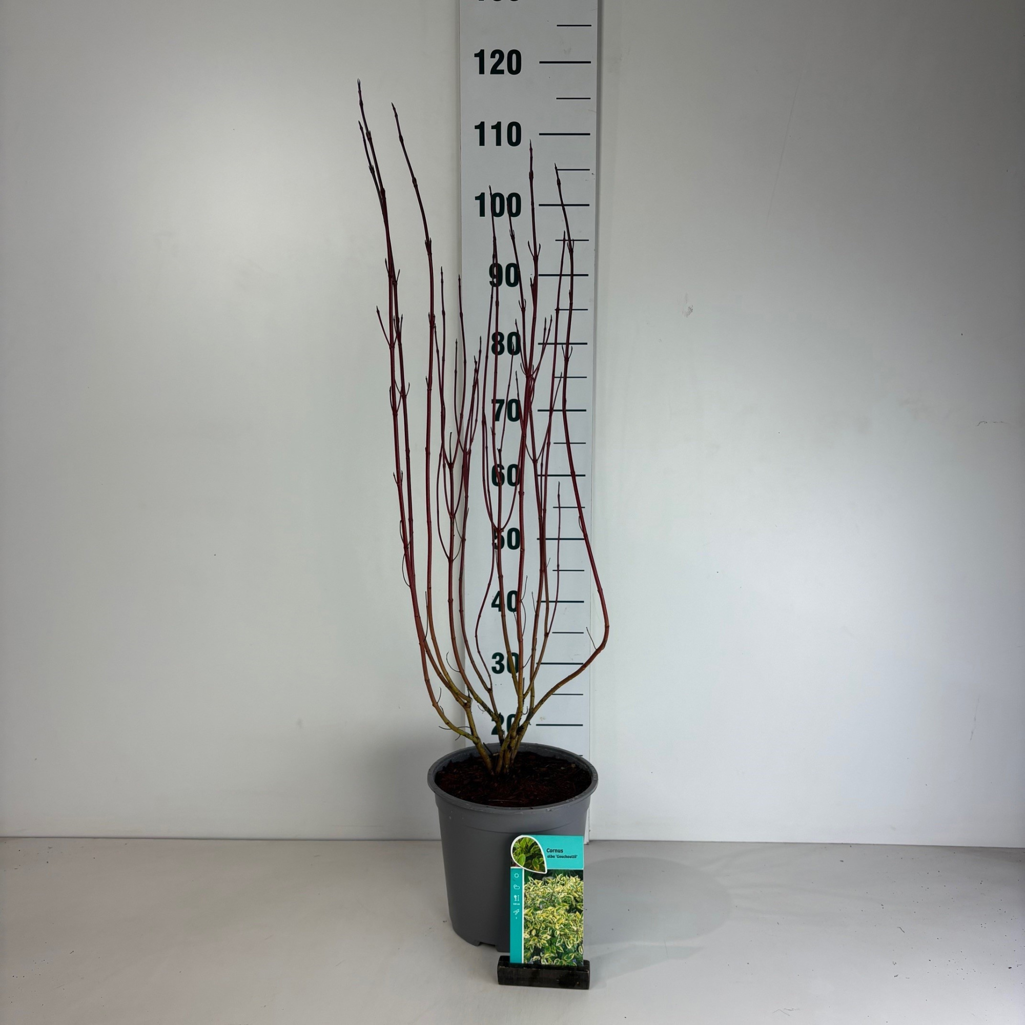 Cornus alba Gouchaultii, D 24