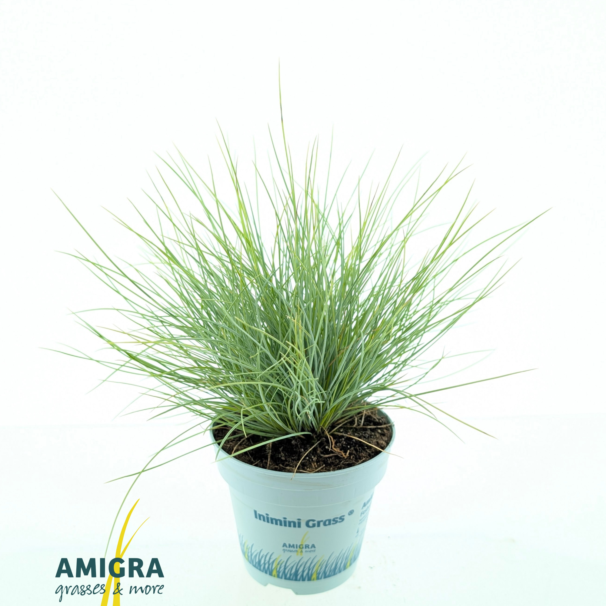 Festuca glauca AmiGold®, D 10,5