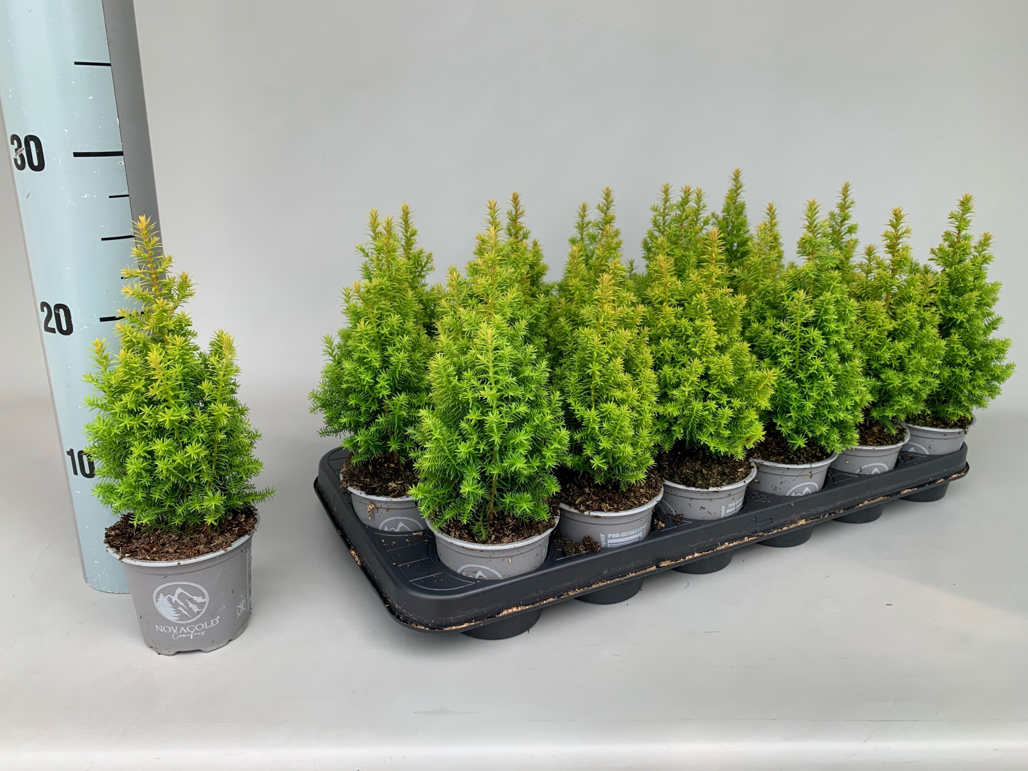 Chamaecyparis Thyoides Novagold P9, D 9 cm