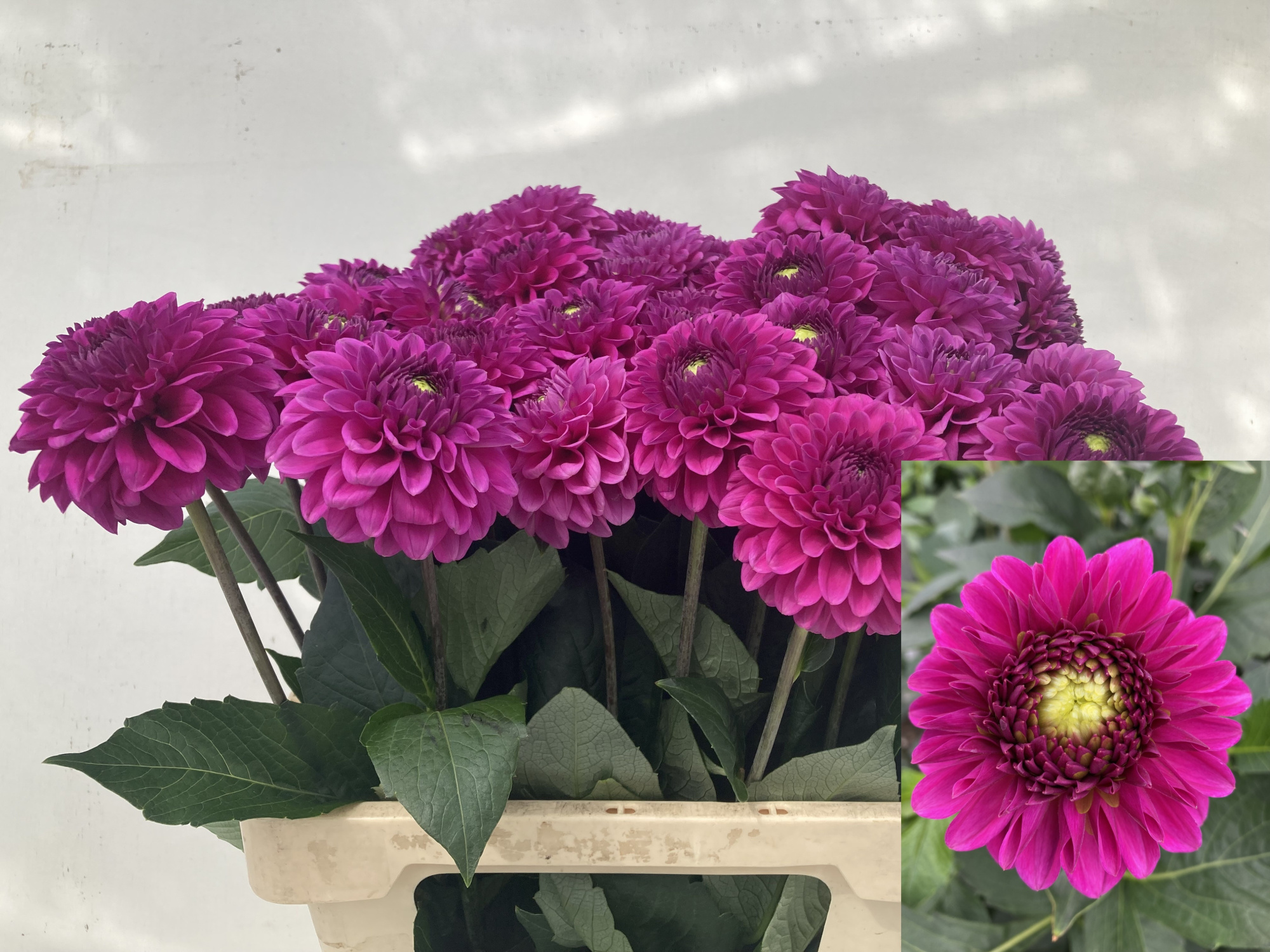 Георгина Перпл Фокс 60, шт.