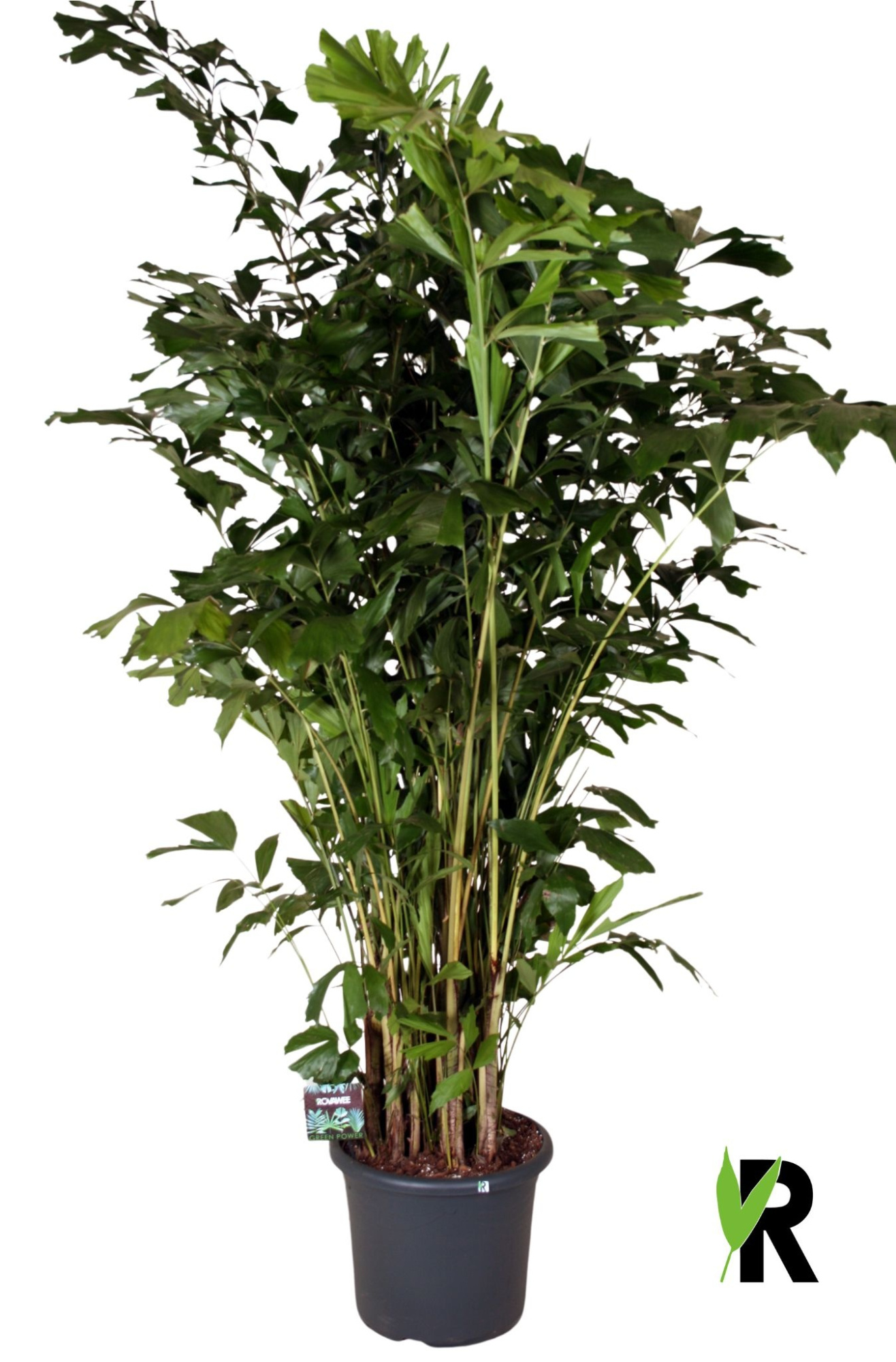 Caryota mitis, extra zwaar, D 48 cm