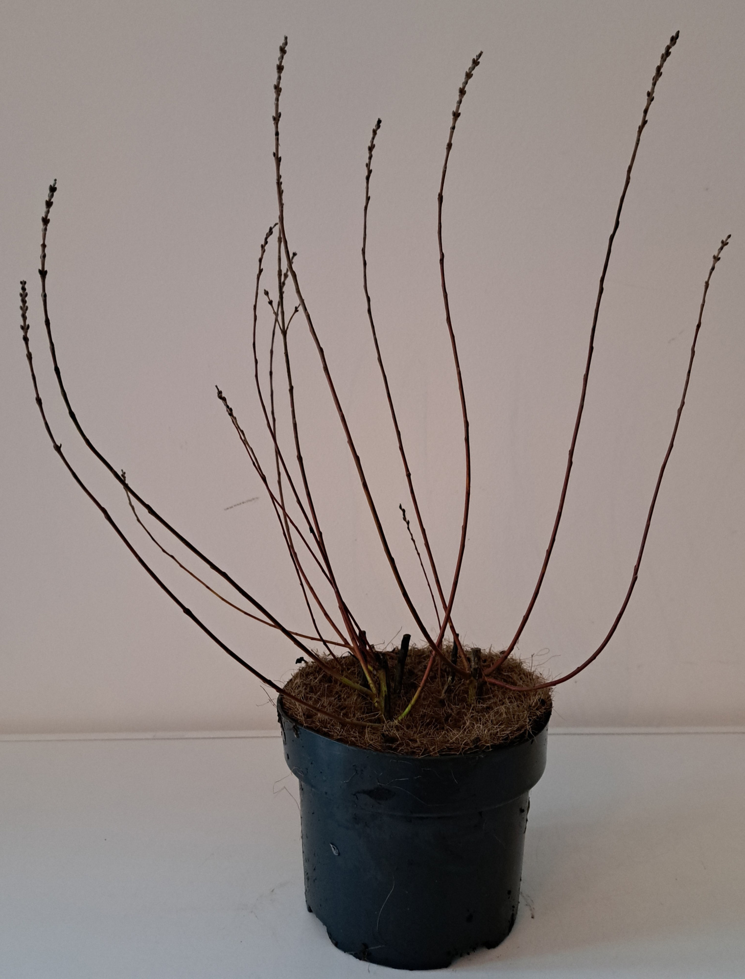 Salix Subopposita bush P17, D 17