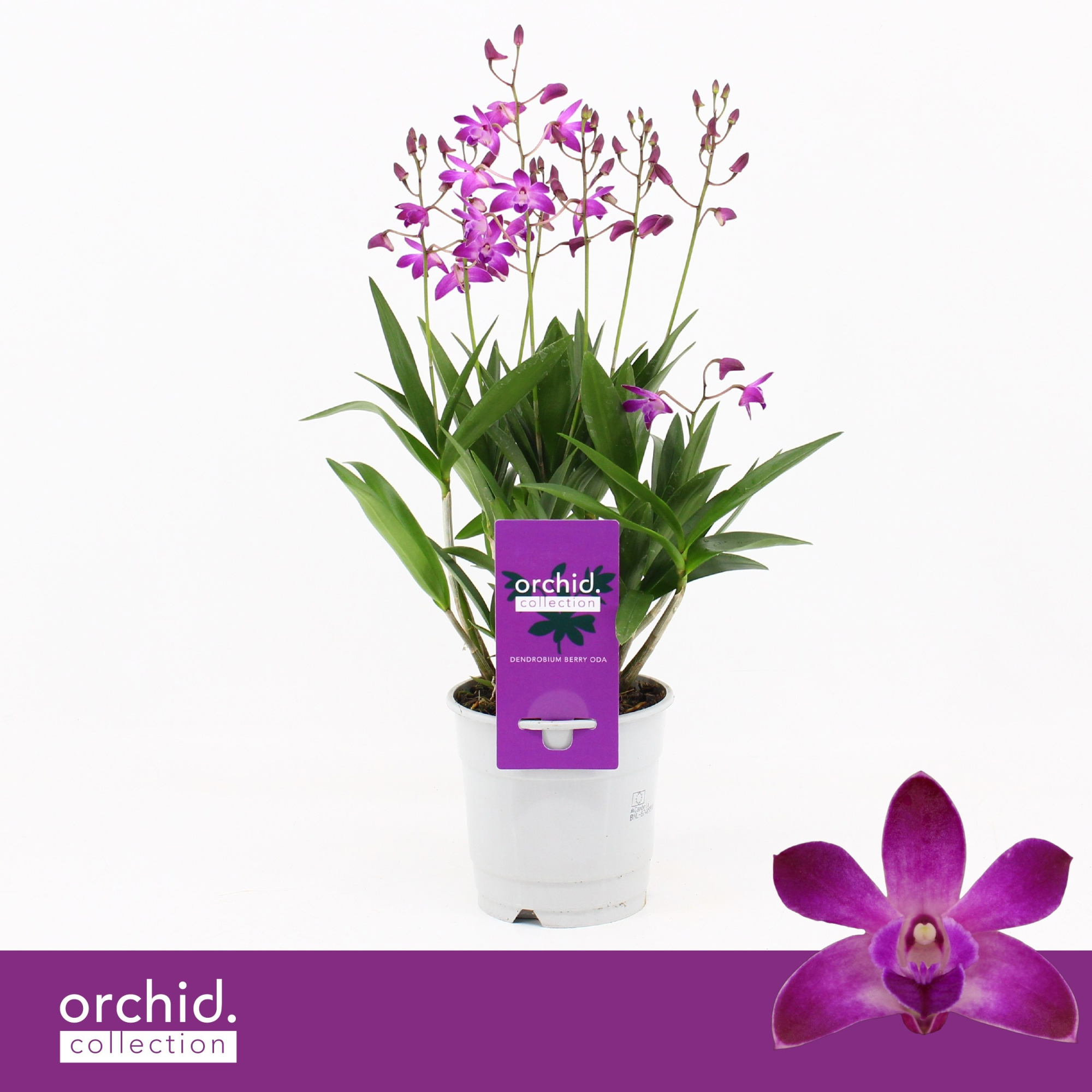 Dendrobium, Berry Oda 6+ spike 'Orchid Collection', D 12