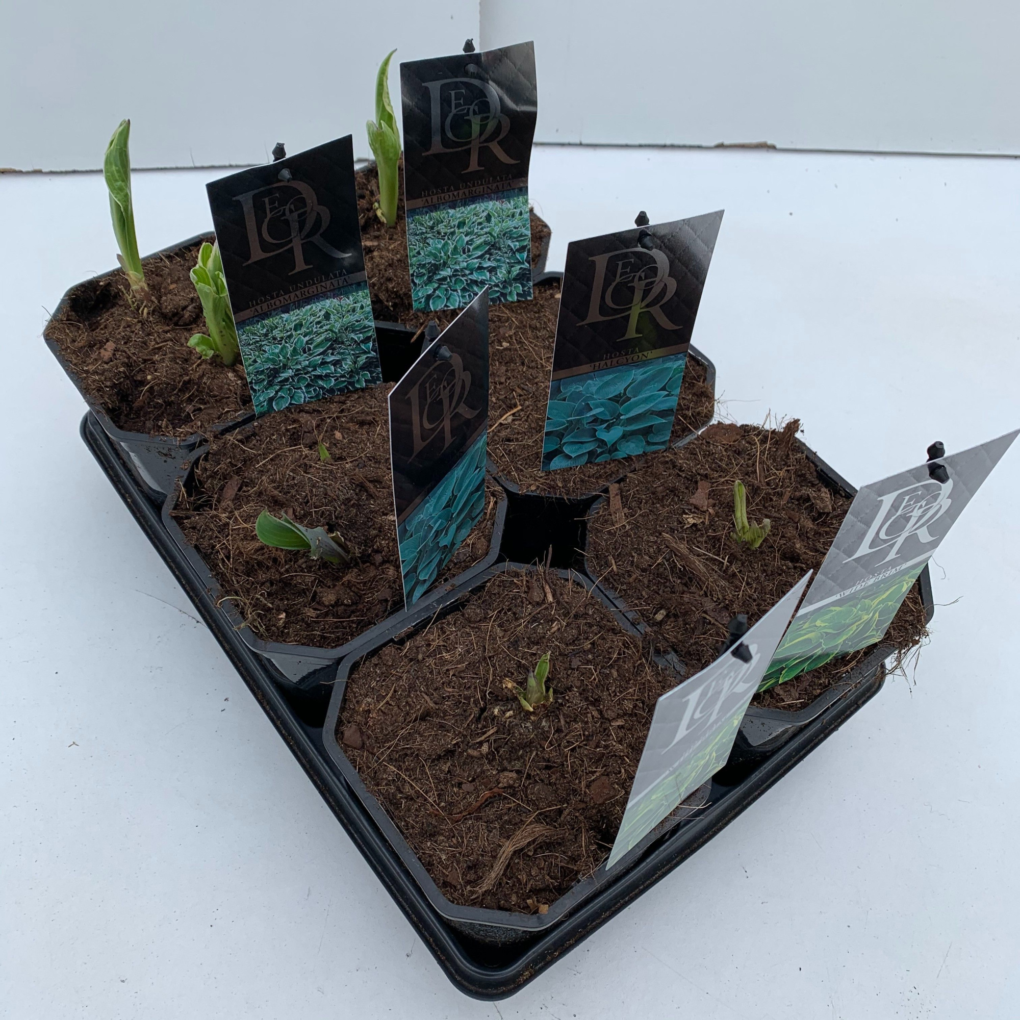 Hosta mix in tray, D 17