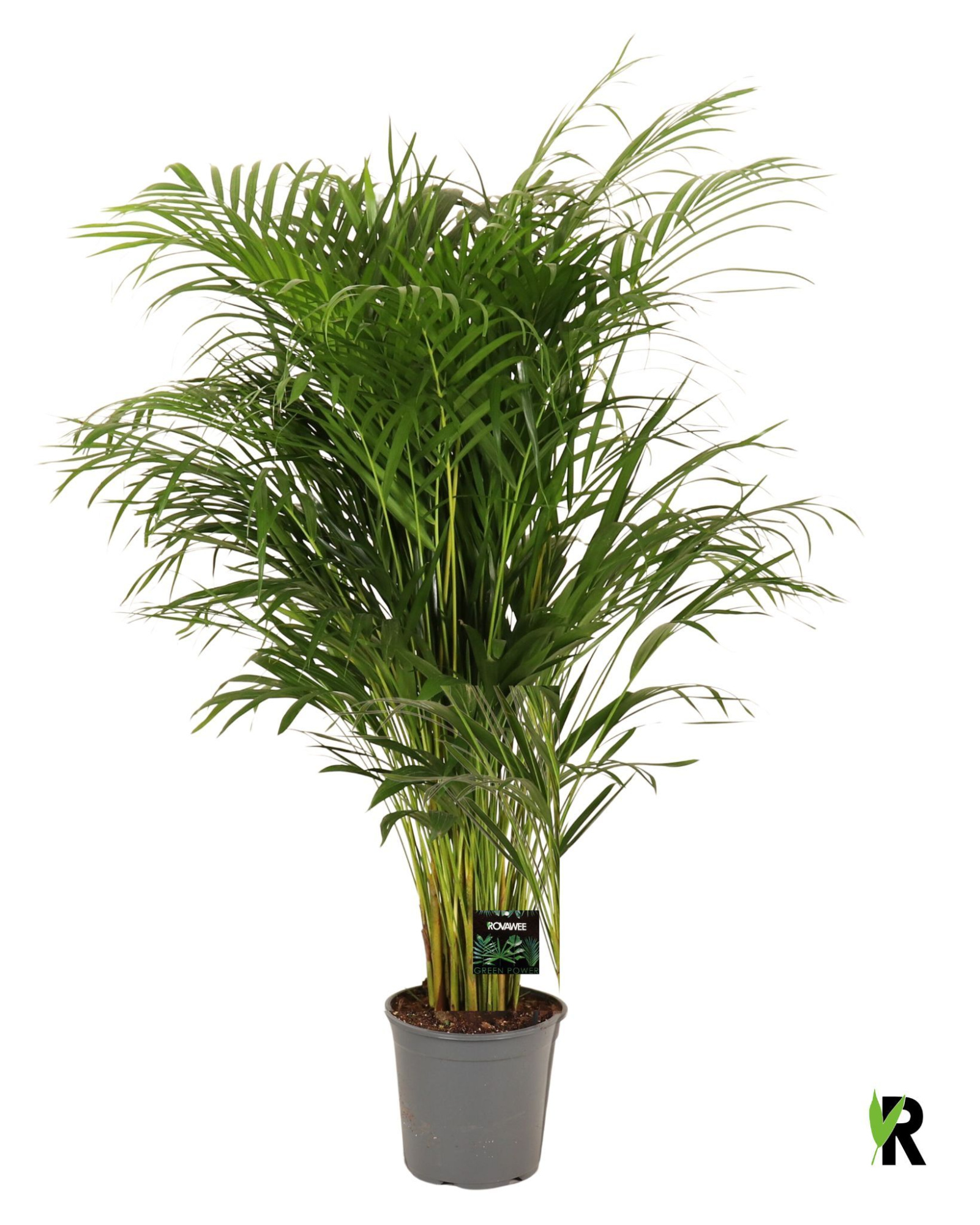 Dypsis lutescens, volle planten, D 24 cm