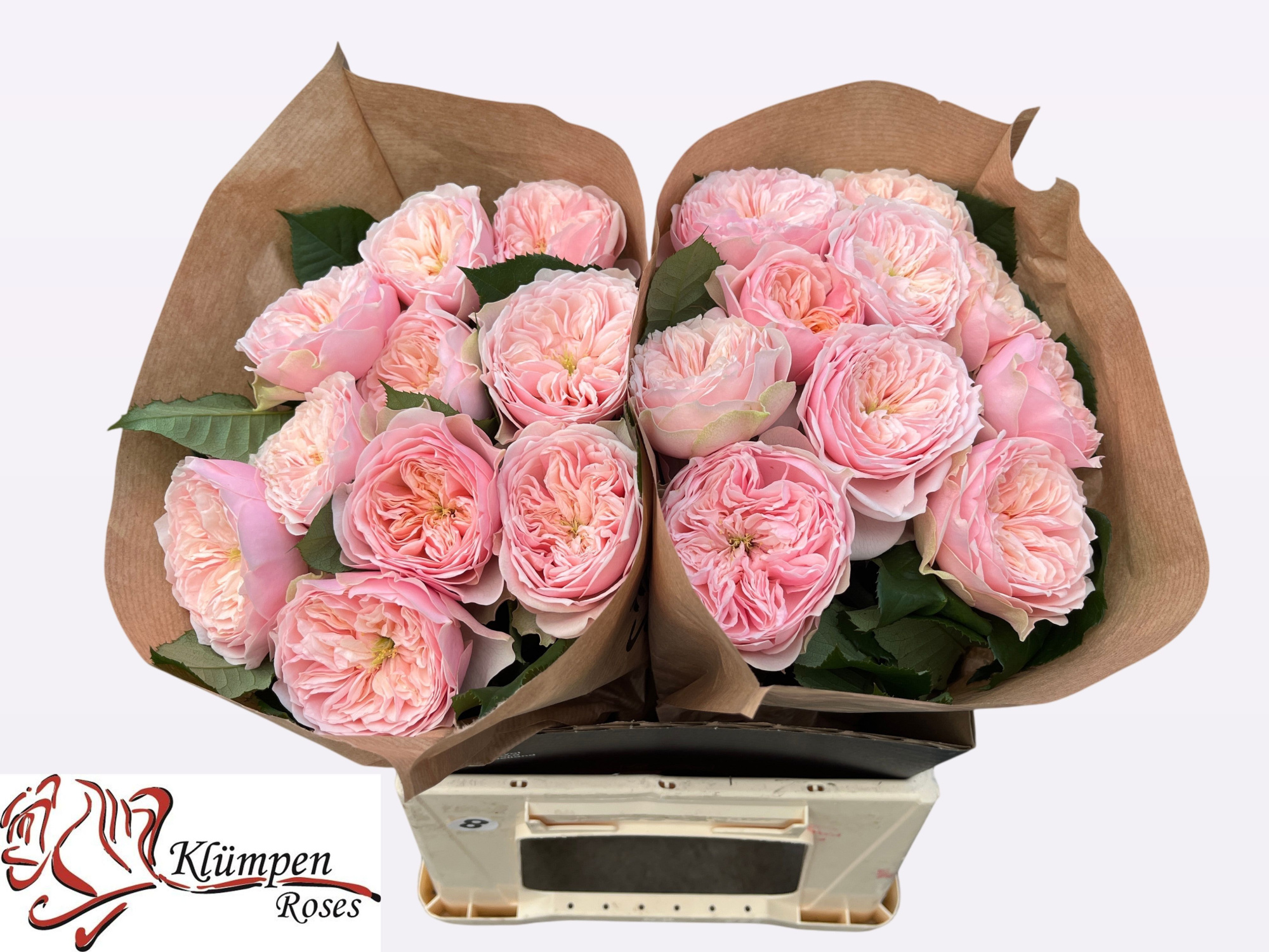 Роза од. Тендер Лав 40, шт.