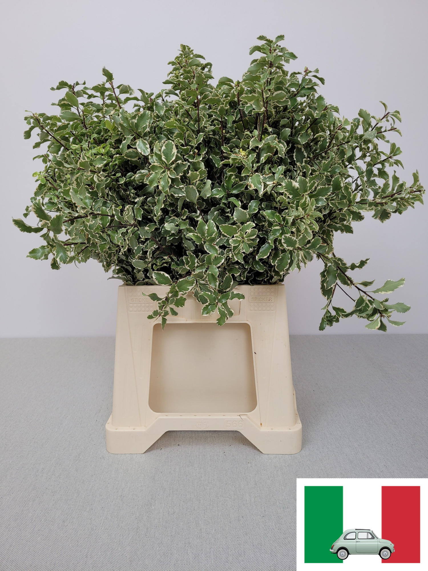 Питтоспорум Сильвер Квин за пучок 50, пуч.