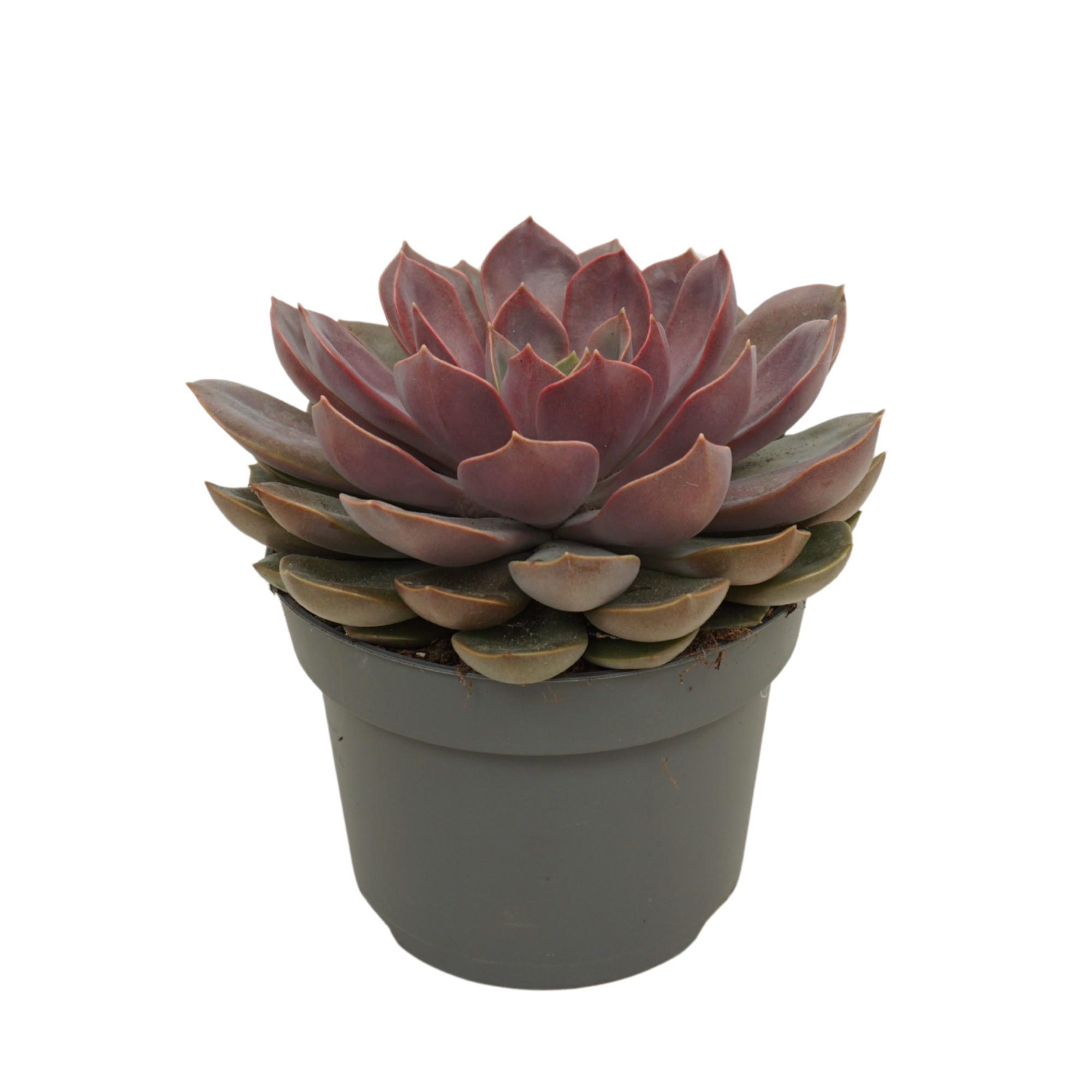 Echeveria mina 13 cm, D 13