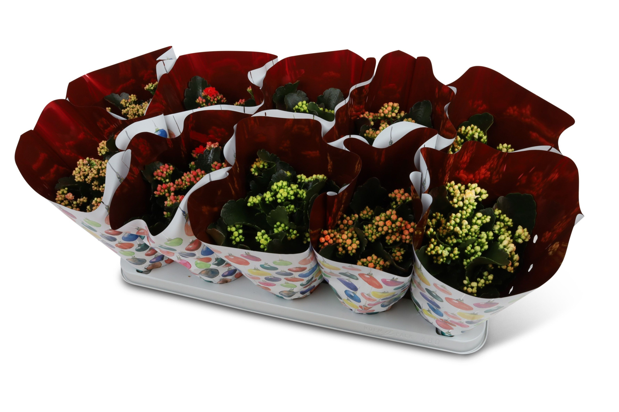 Kalanchoë Perfecta Mix Kerst hoes, D 12