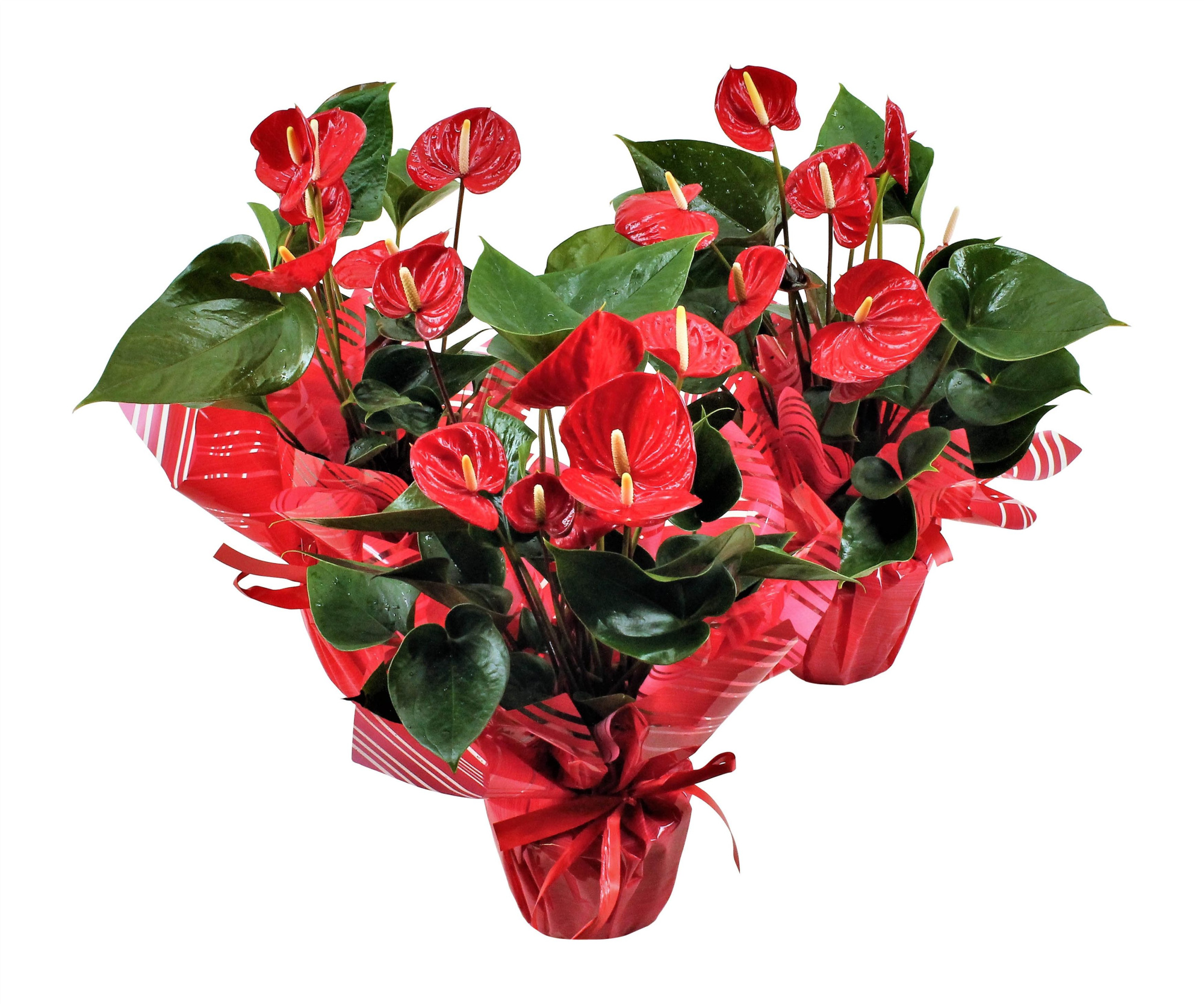 Anthurium XL.49 Arisa Sprite 17cm met rondello, D 17