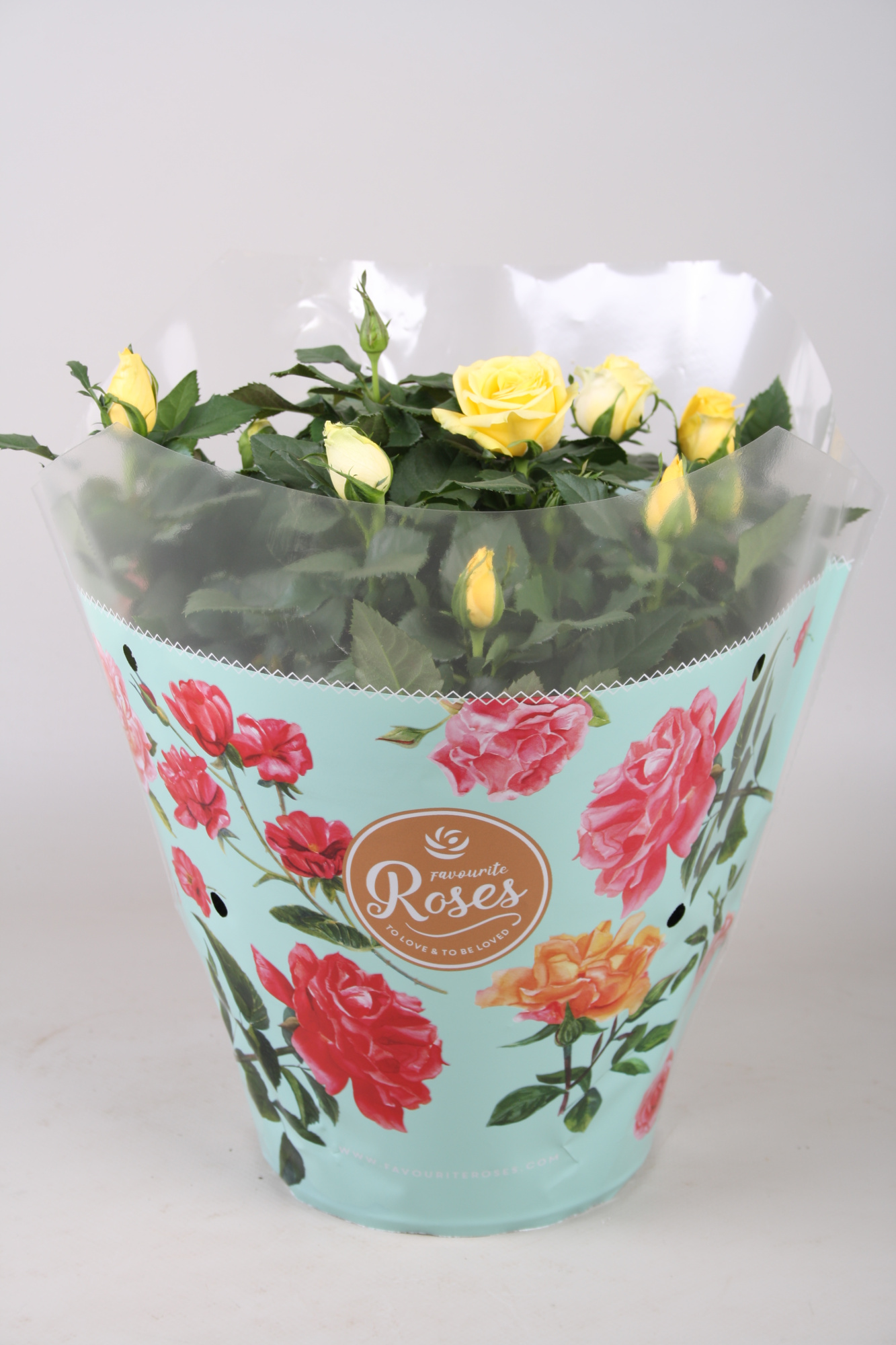 Rosa Favourite Roses yellow schaal +seizoenshoes, D 20 cm