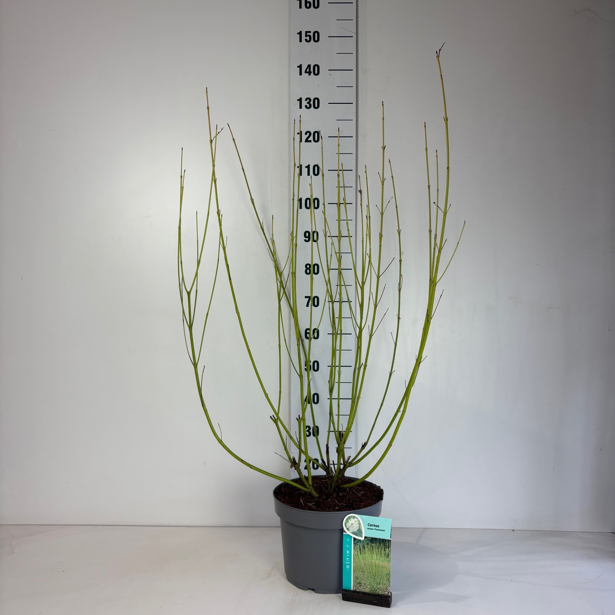 Cornus sericea Flaviramea, D 29