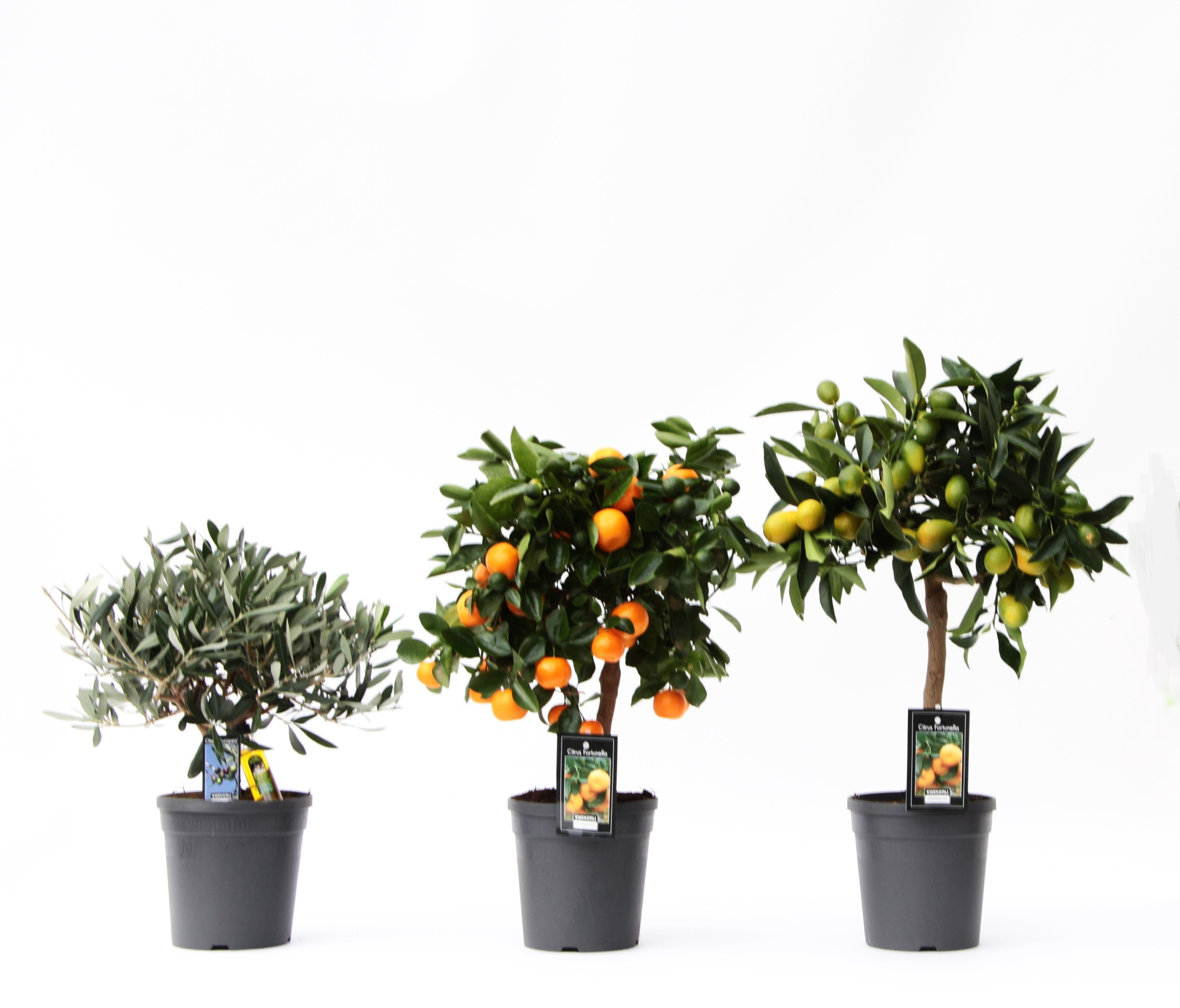 Mediterrane mix 3 soorten, D 15