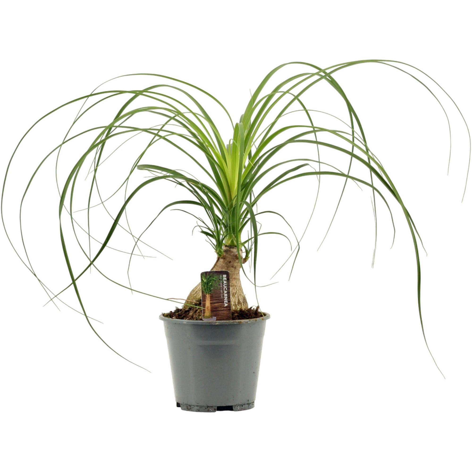 Beaucarnea A2 bol 14 cm, D 14 cm