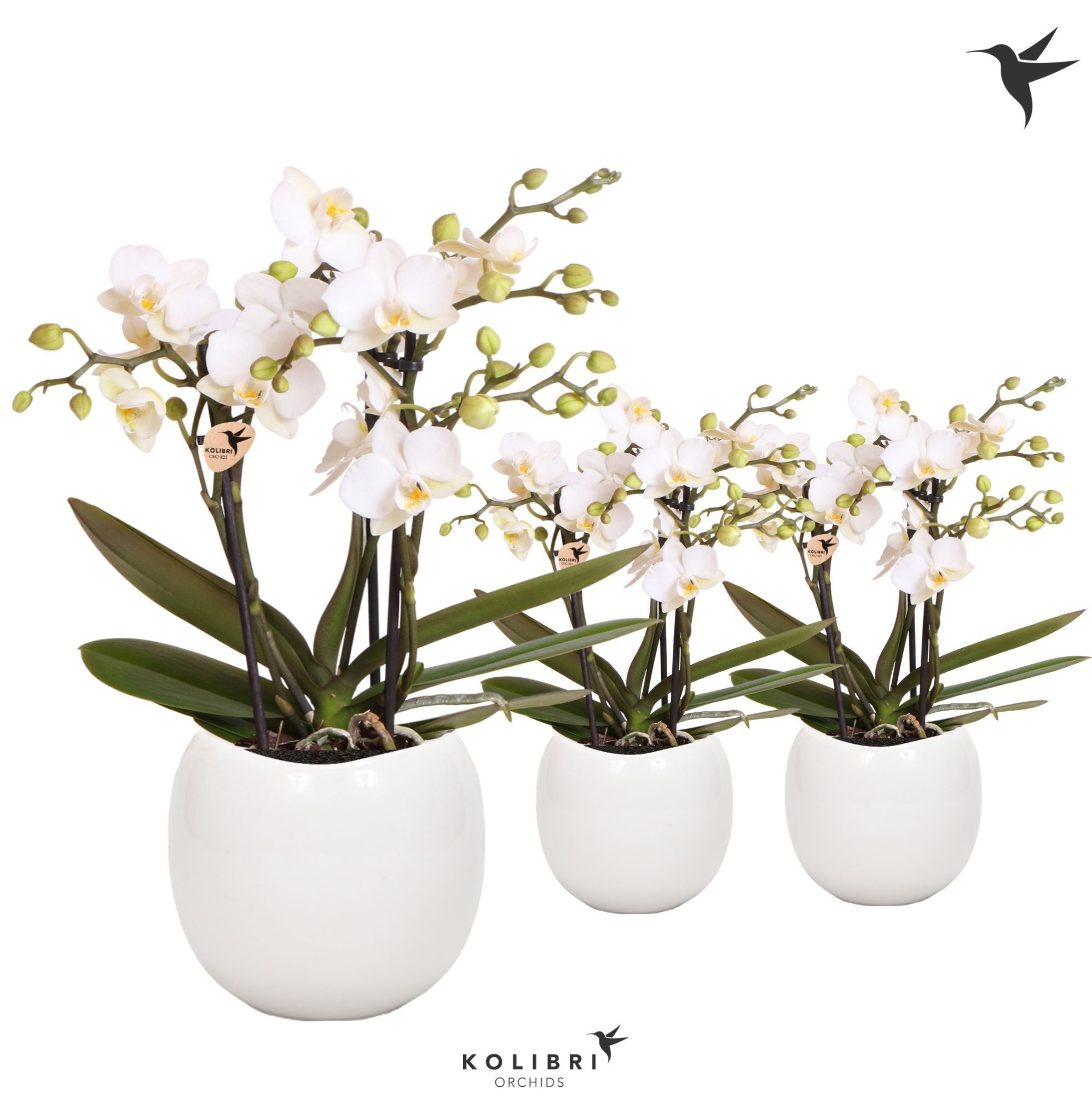 Kolibri Orchids Phalaenopsis Zurich 3 spike in Bowl pot white, D 9 cm