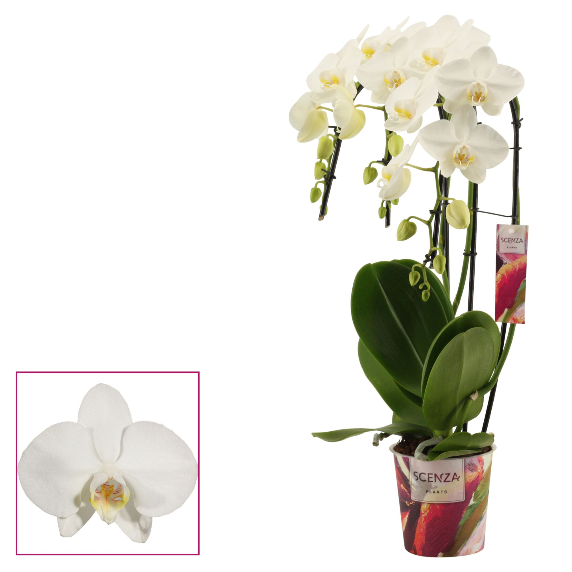 Phalaenopsis triple cascade wit (Scenza), D 12