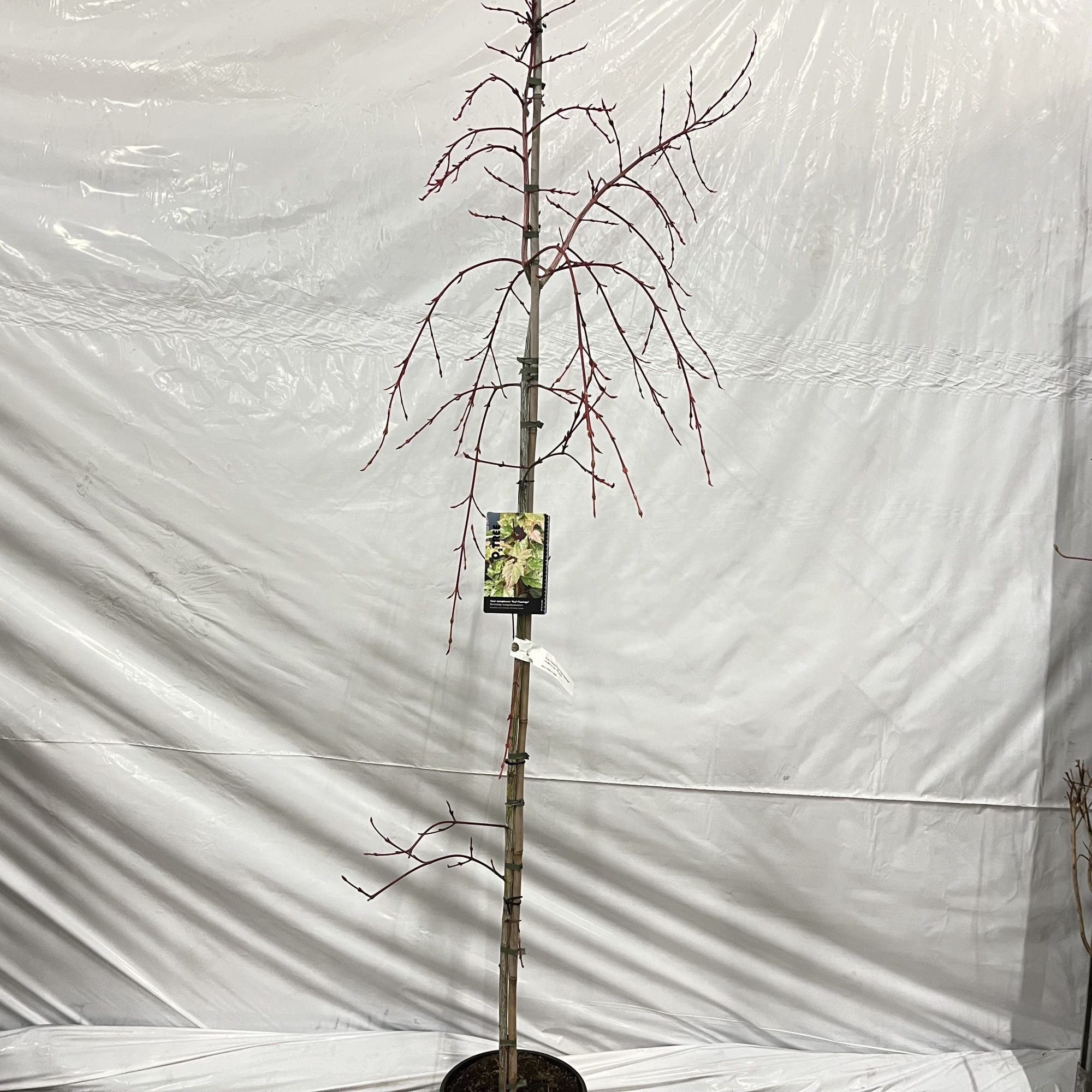 Acer cons. 'Red Flamingo' --geveerd, D 29