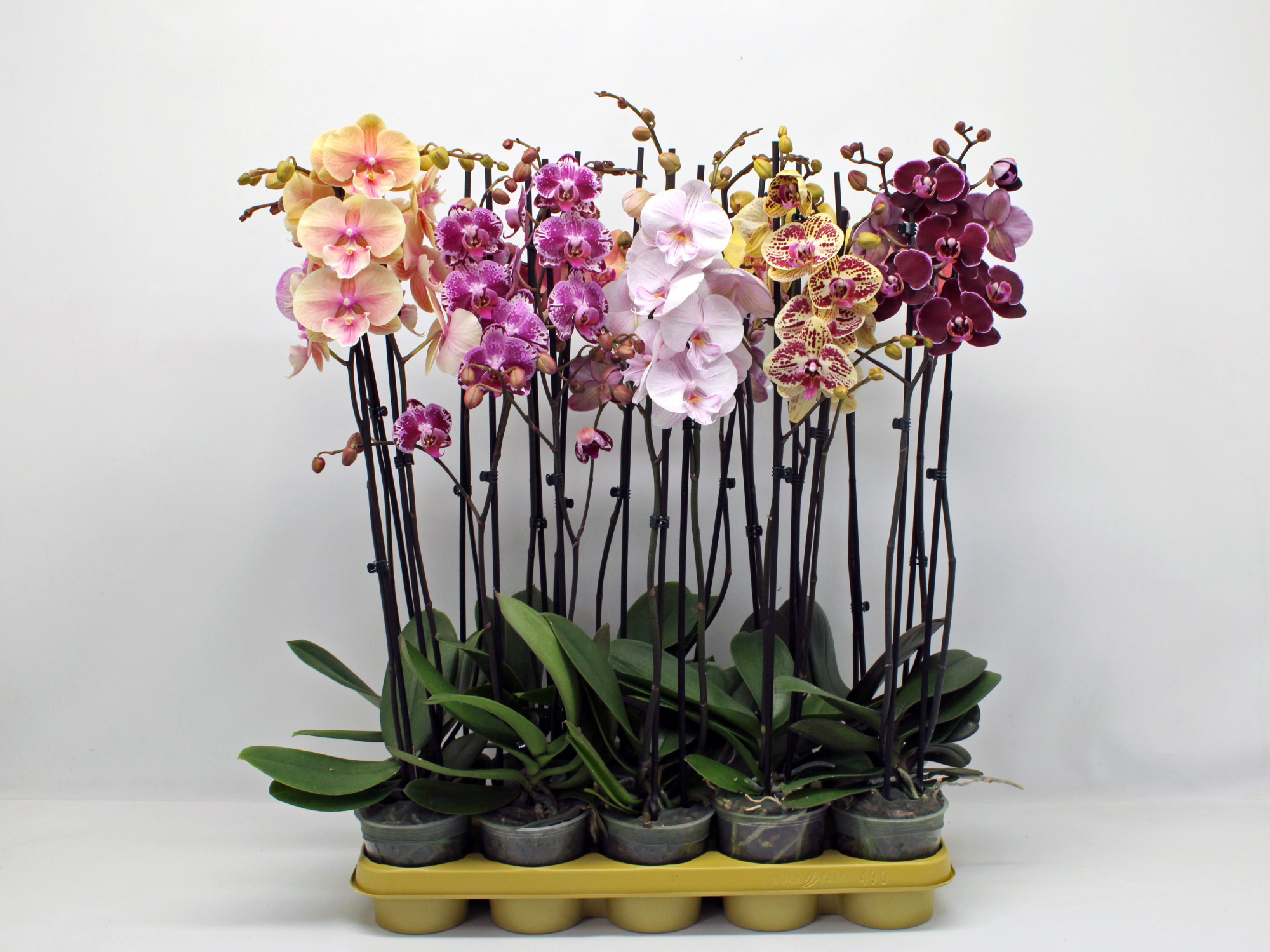 Gemengd 2-tak 70cm (RIJP), D 12 cm