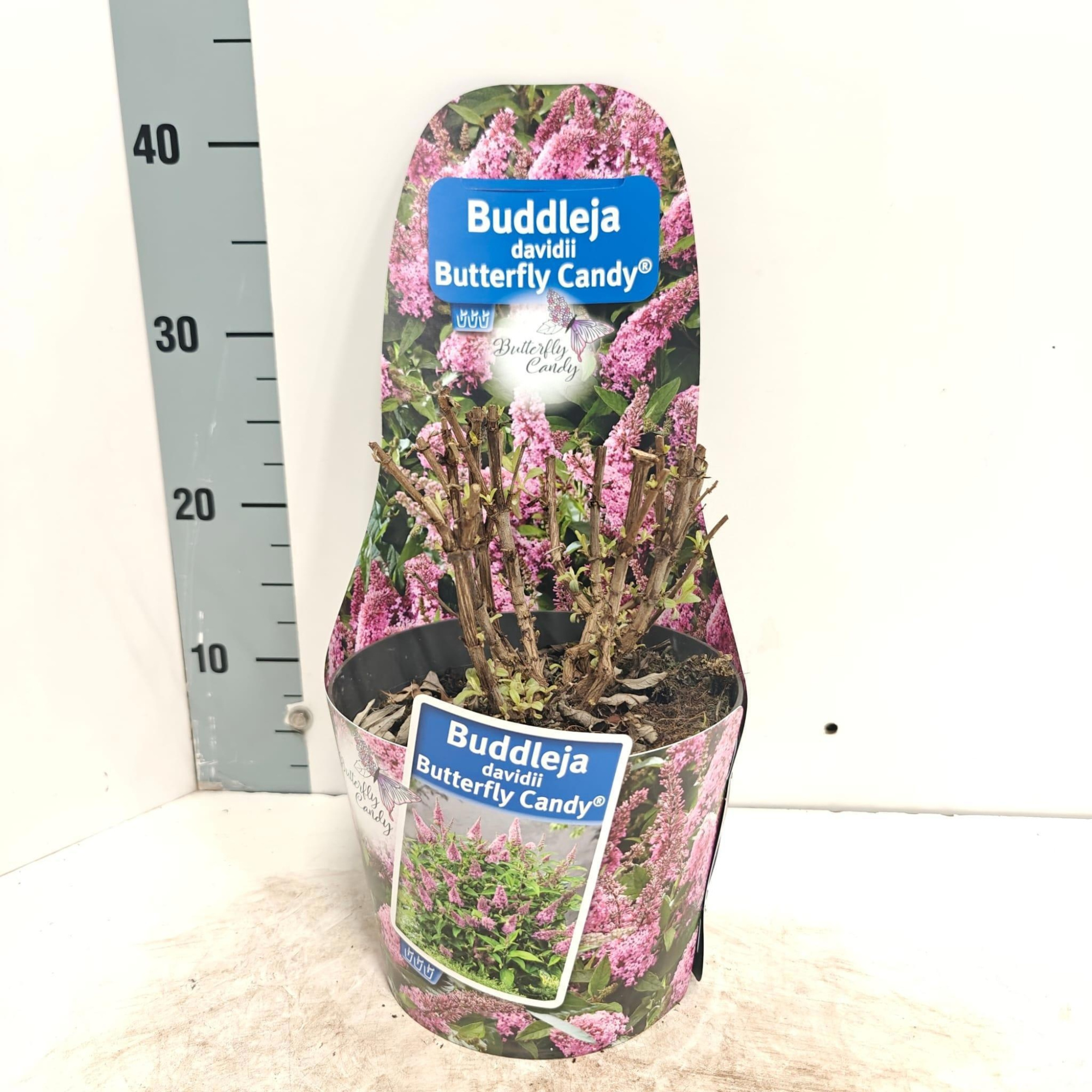 Buddleja d. Butt. Candy® roze (in potcover), D 19
