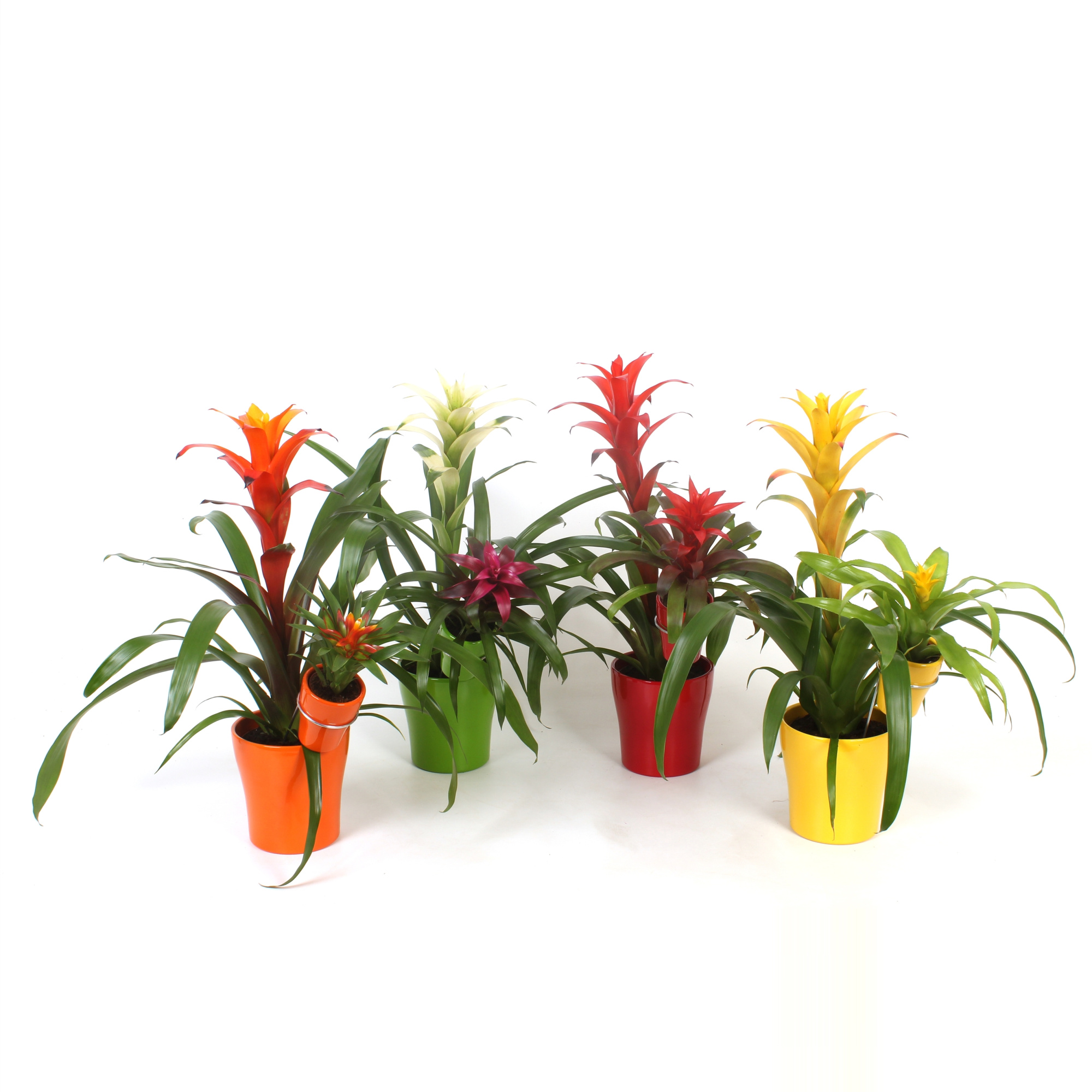 Bromelia Mix Moeder en Kind, D 13 cm