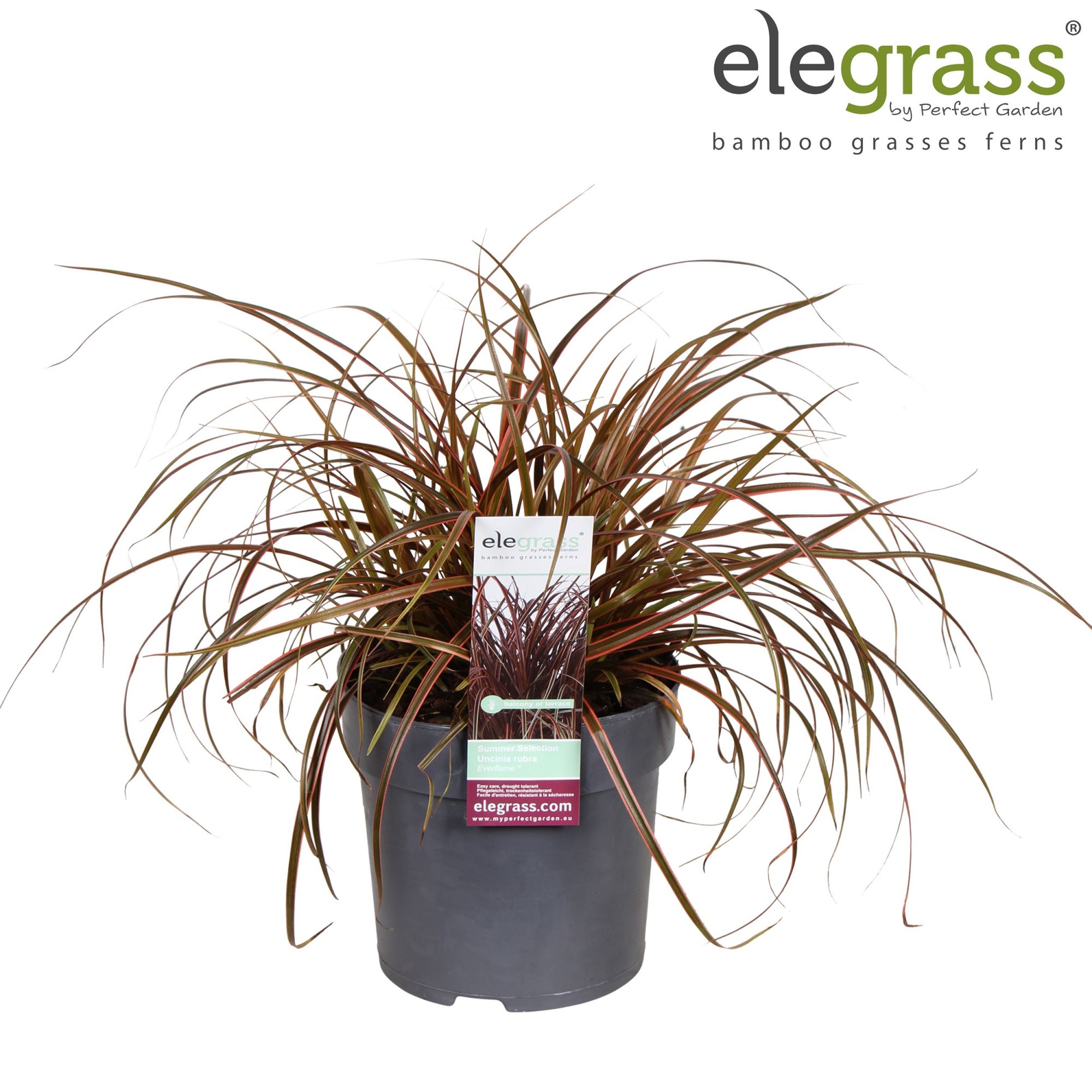 Uncinia rubra 'Everflame' P14, D 14 cm