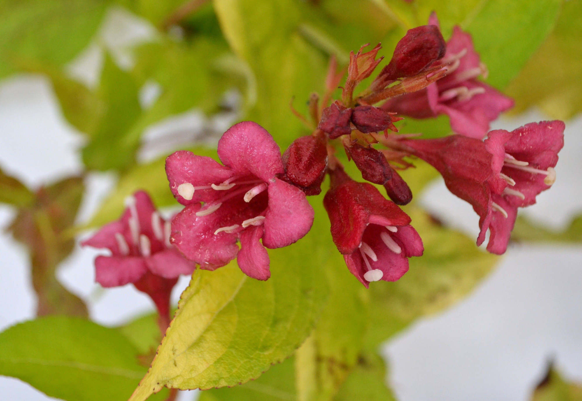 Weigela florida Jean's Gold C3, D 19