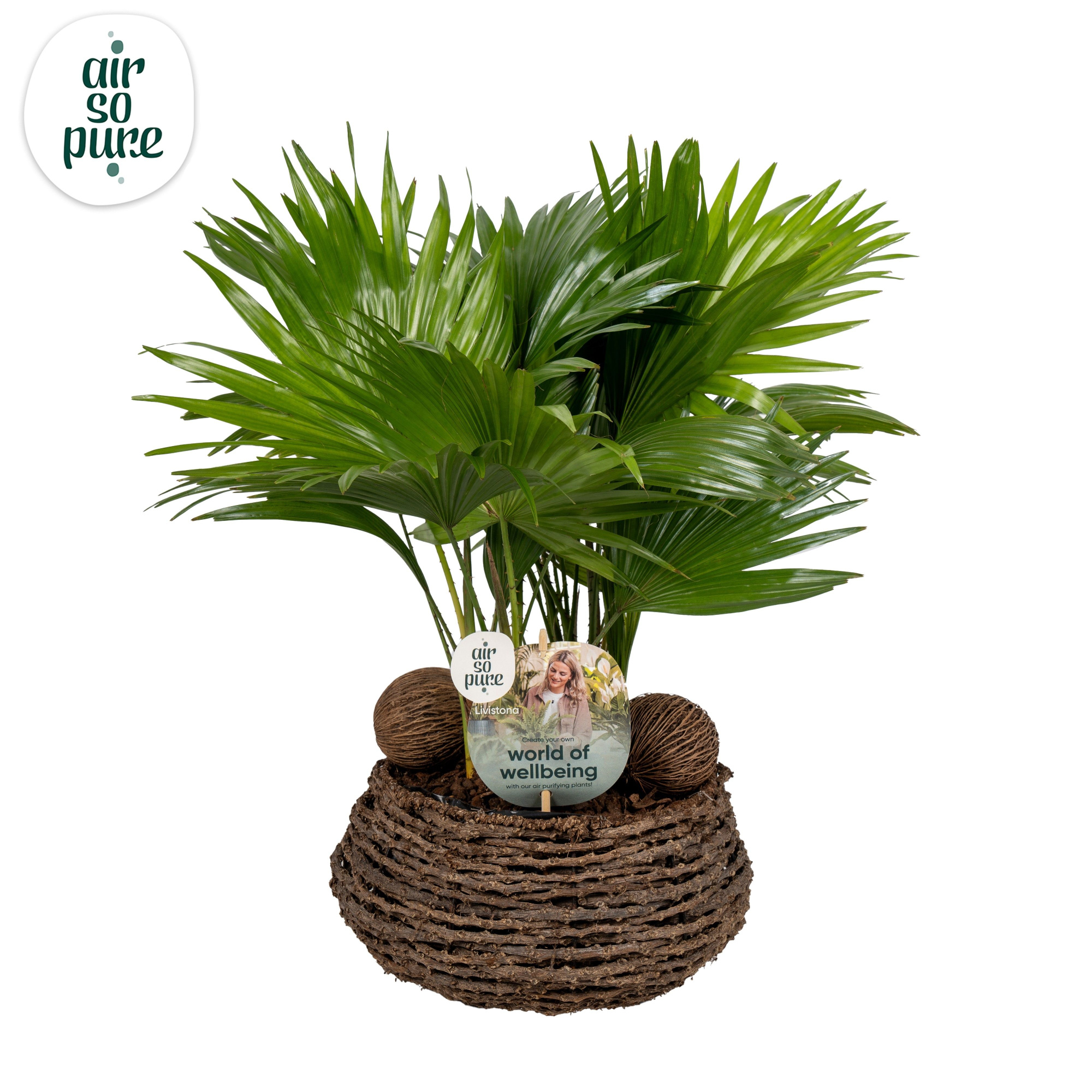 Livistona in caryota 27 cm mand air so pure ASPD etiket Air So Pure, D 27 cm