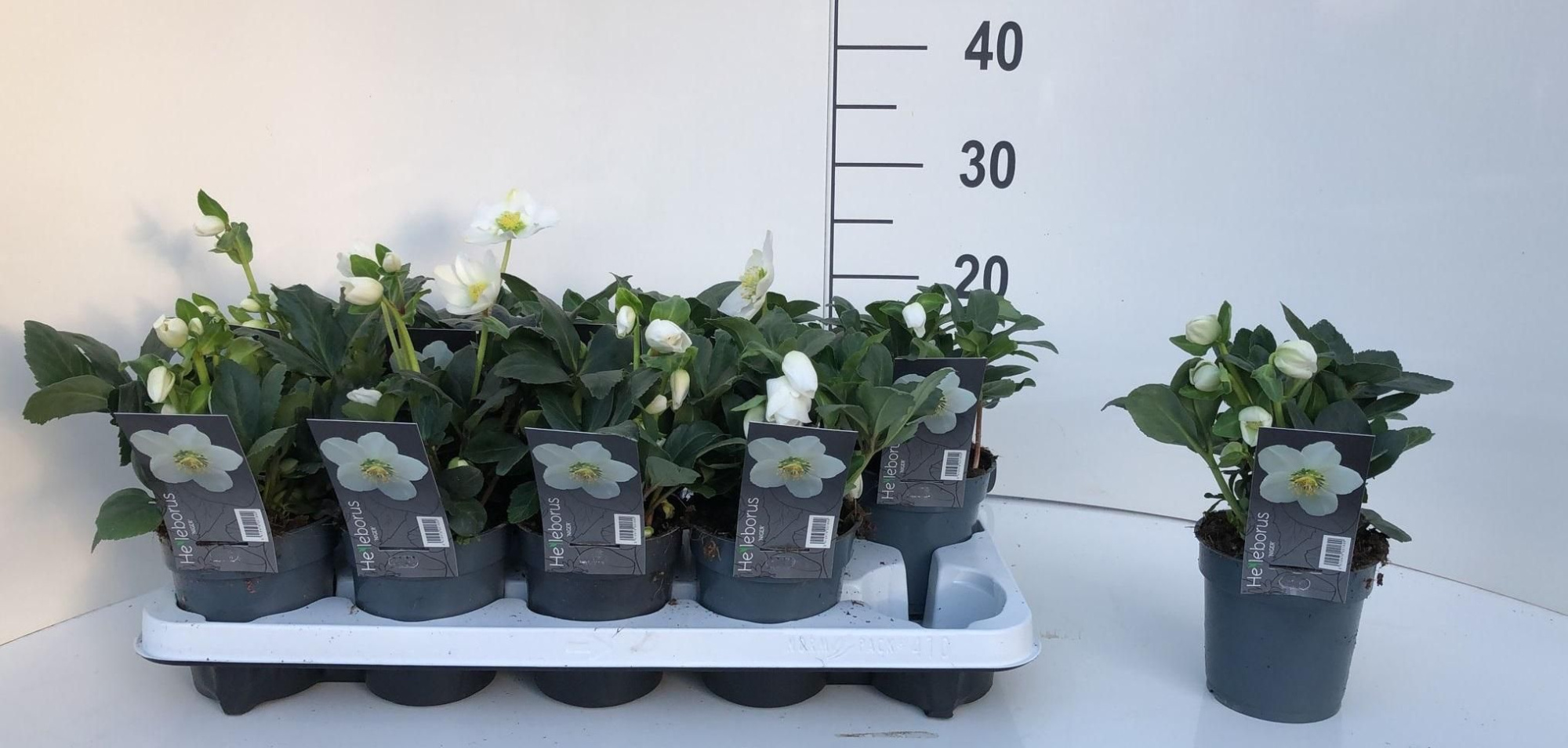 Helleborus niger 'Christmas Carol' Large, D 12 cm