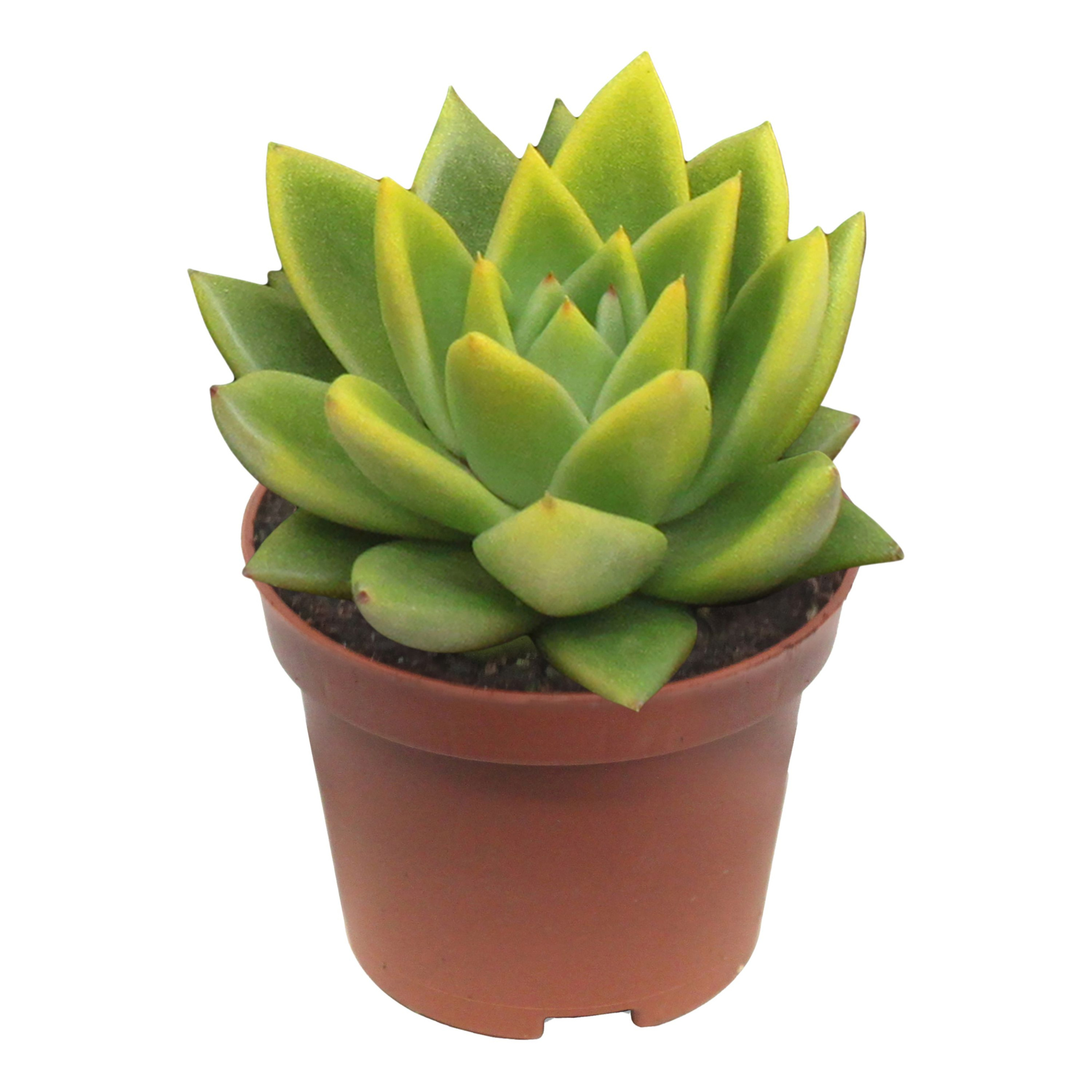 Miranda coloured festival yellow, D 6 cm