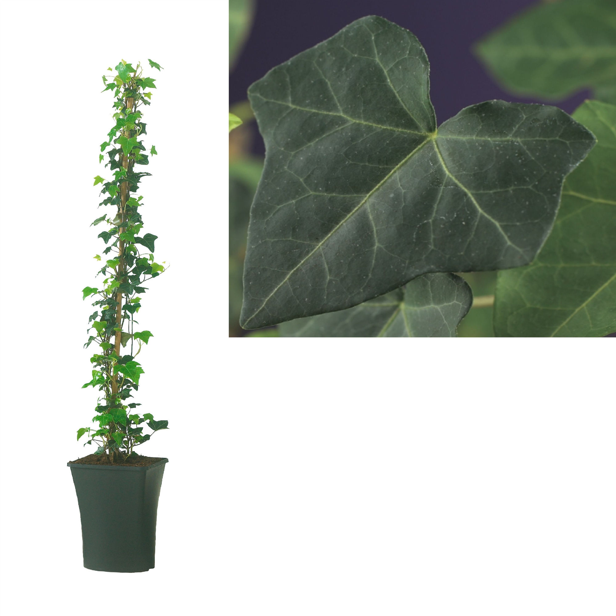 Hedera hibernica +light label, D 17 cm