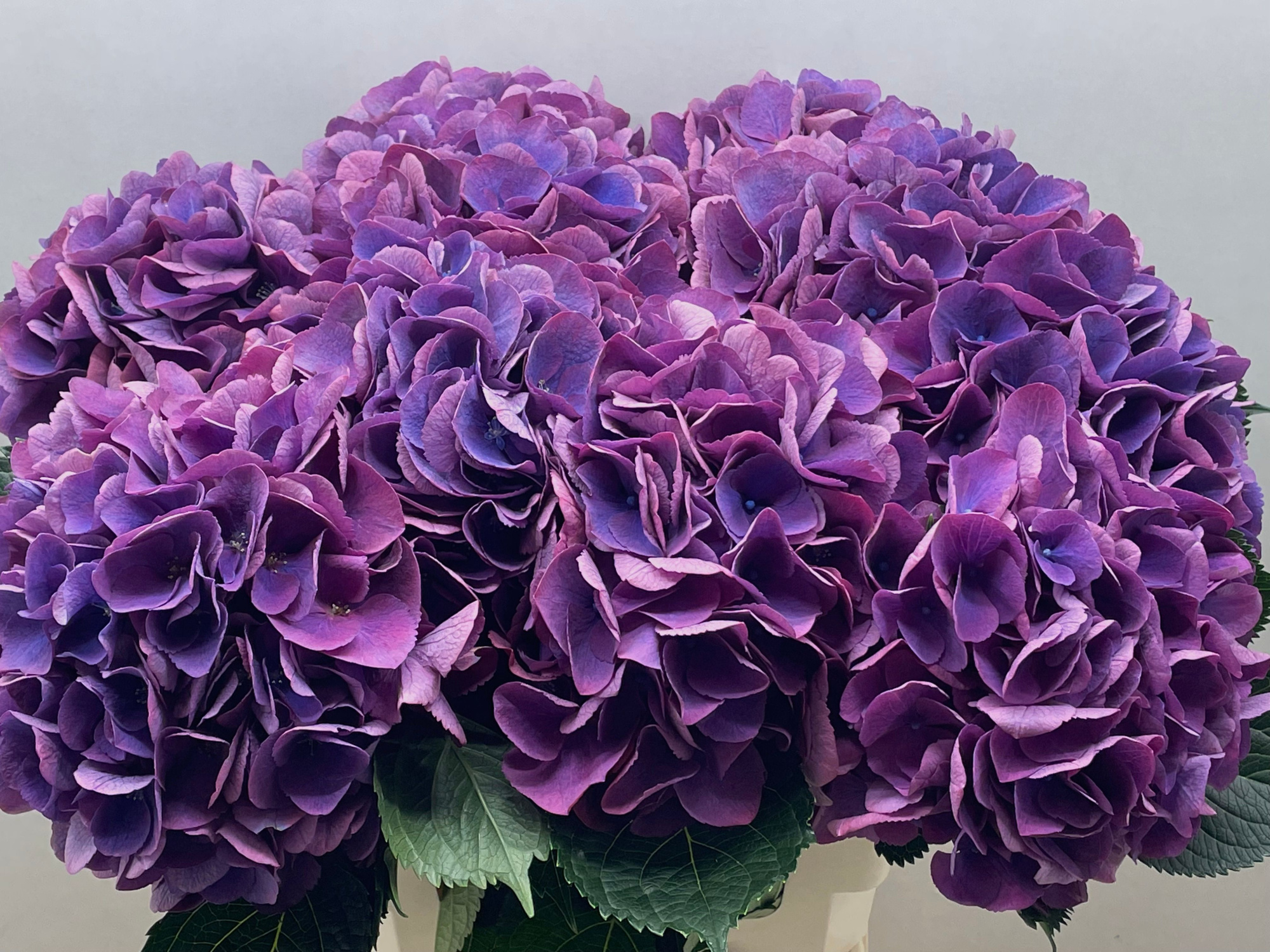 Гортензия Роял Опера 65, шт.