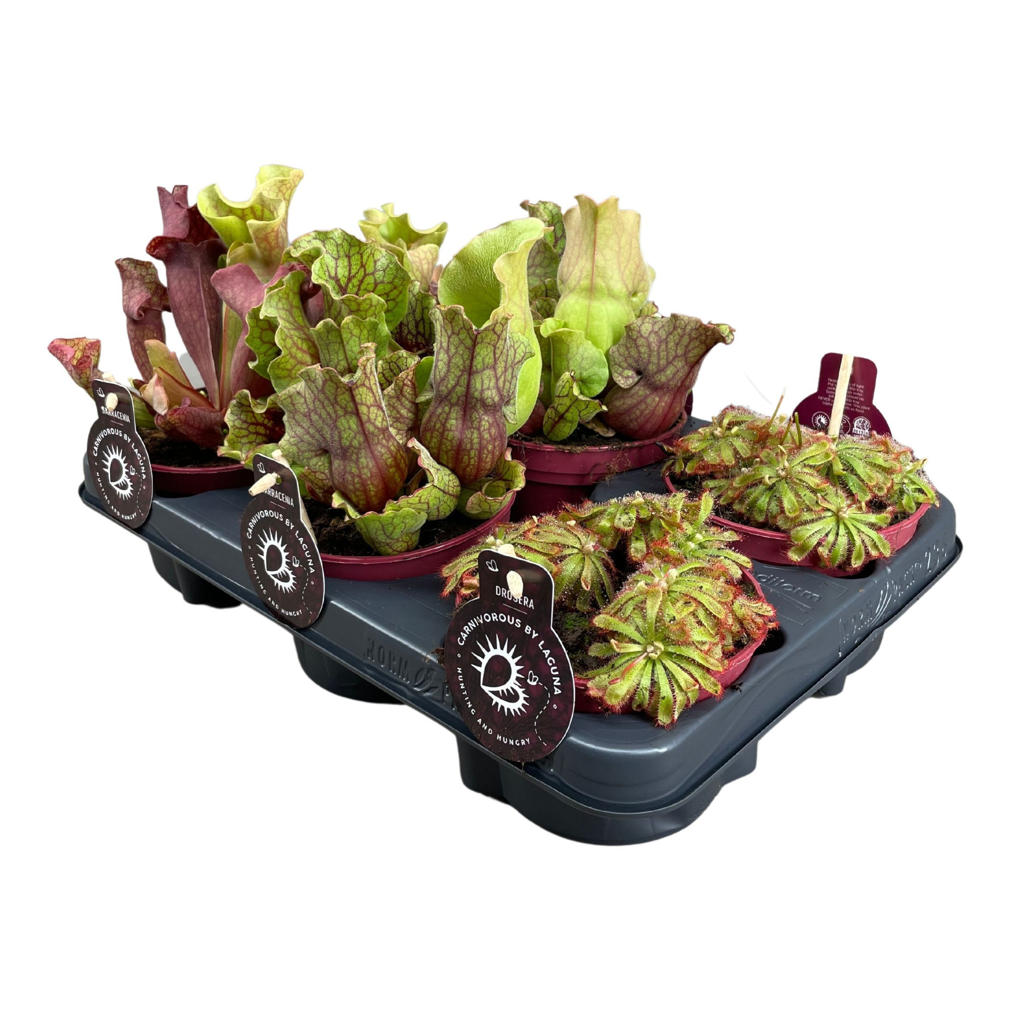 Vleesetende planten mix | 4 Sarracenia, 2 Drosera Alicea, D 12 cm