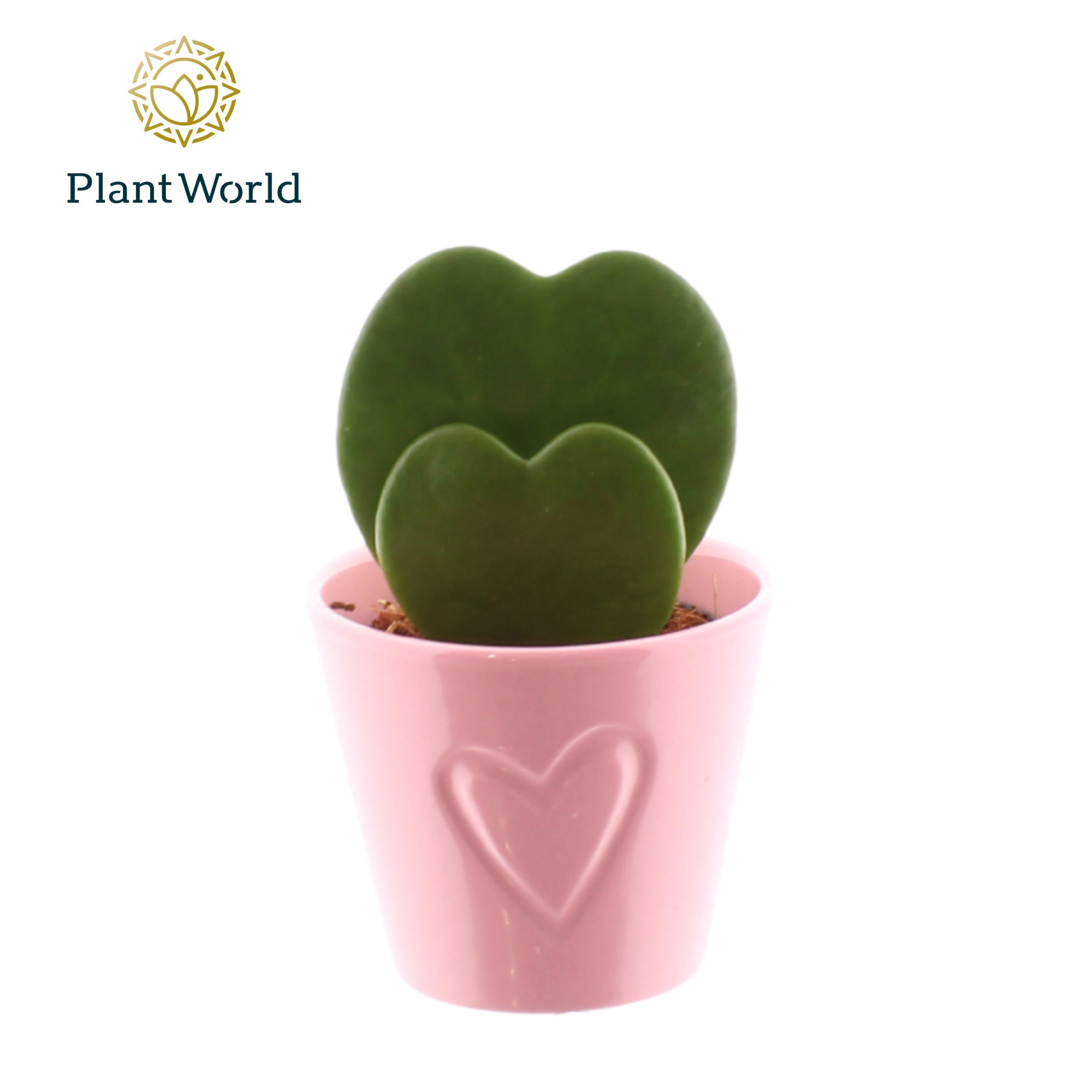 Hoya kerrii 2pp met keramiek Boston roze, D 7