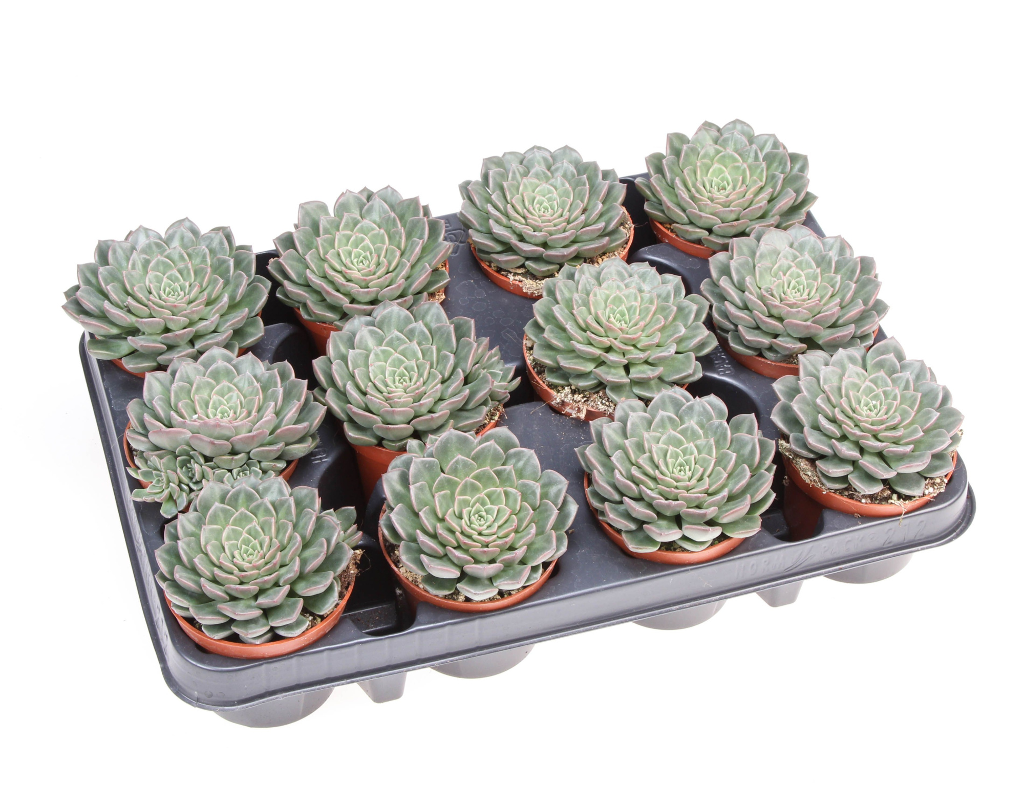 Graptopetalum Vega, D 8,5 cm