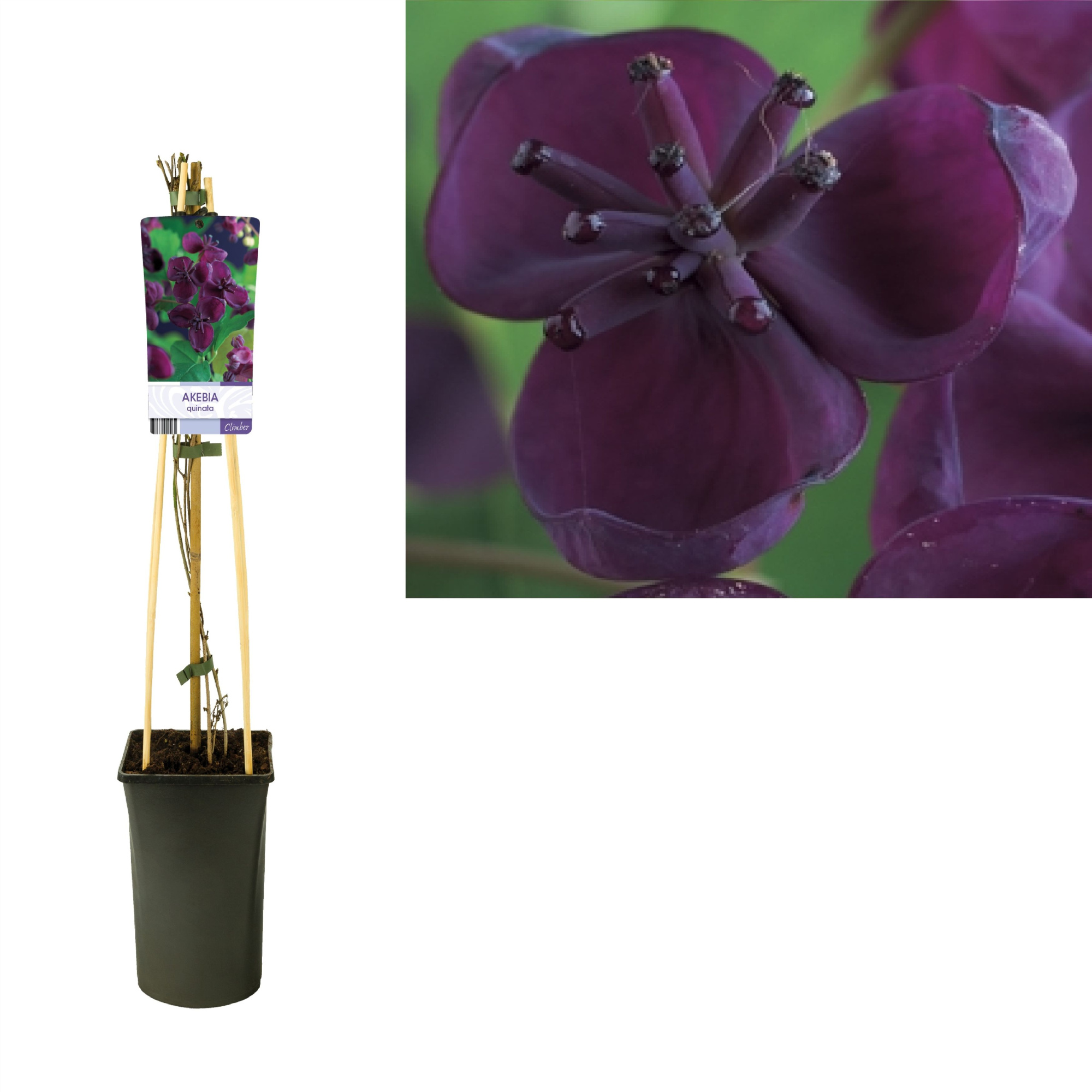 Akebia quinata +light label, D 17 cm