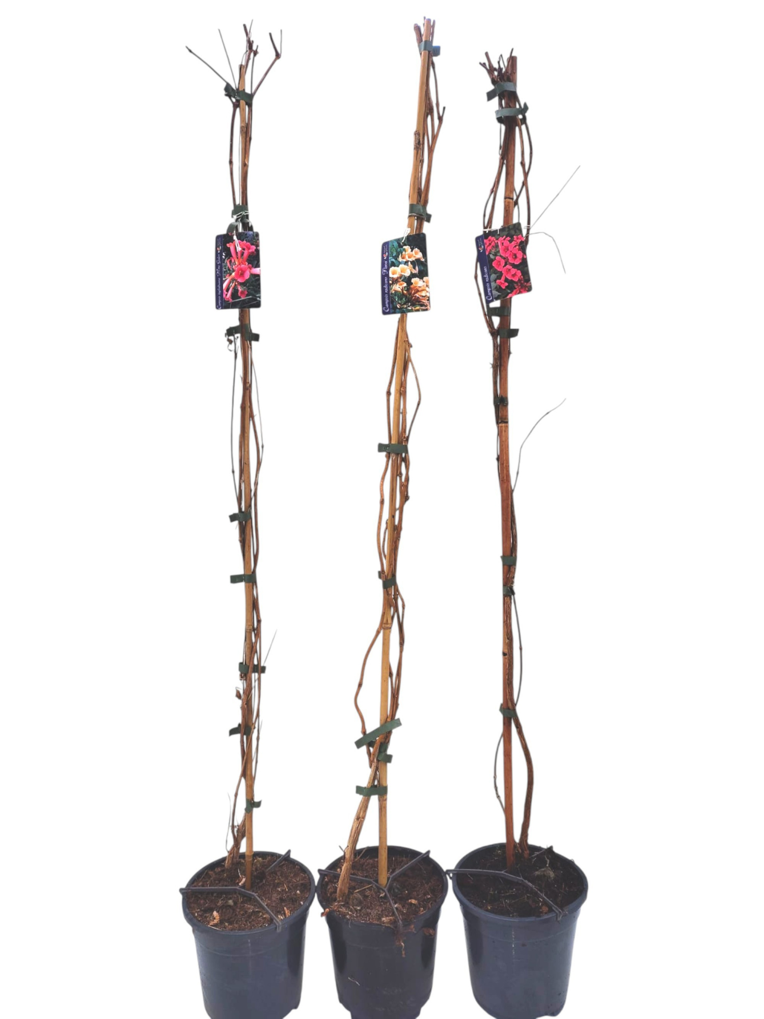Campsis op stok gemengd 3 srt Radicans, MM Galen, Flava, D 17
