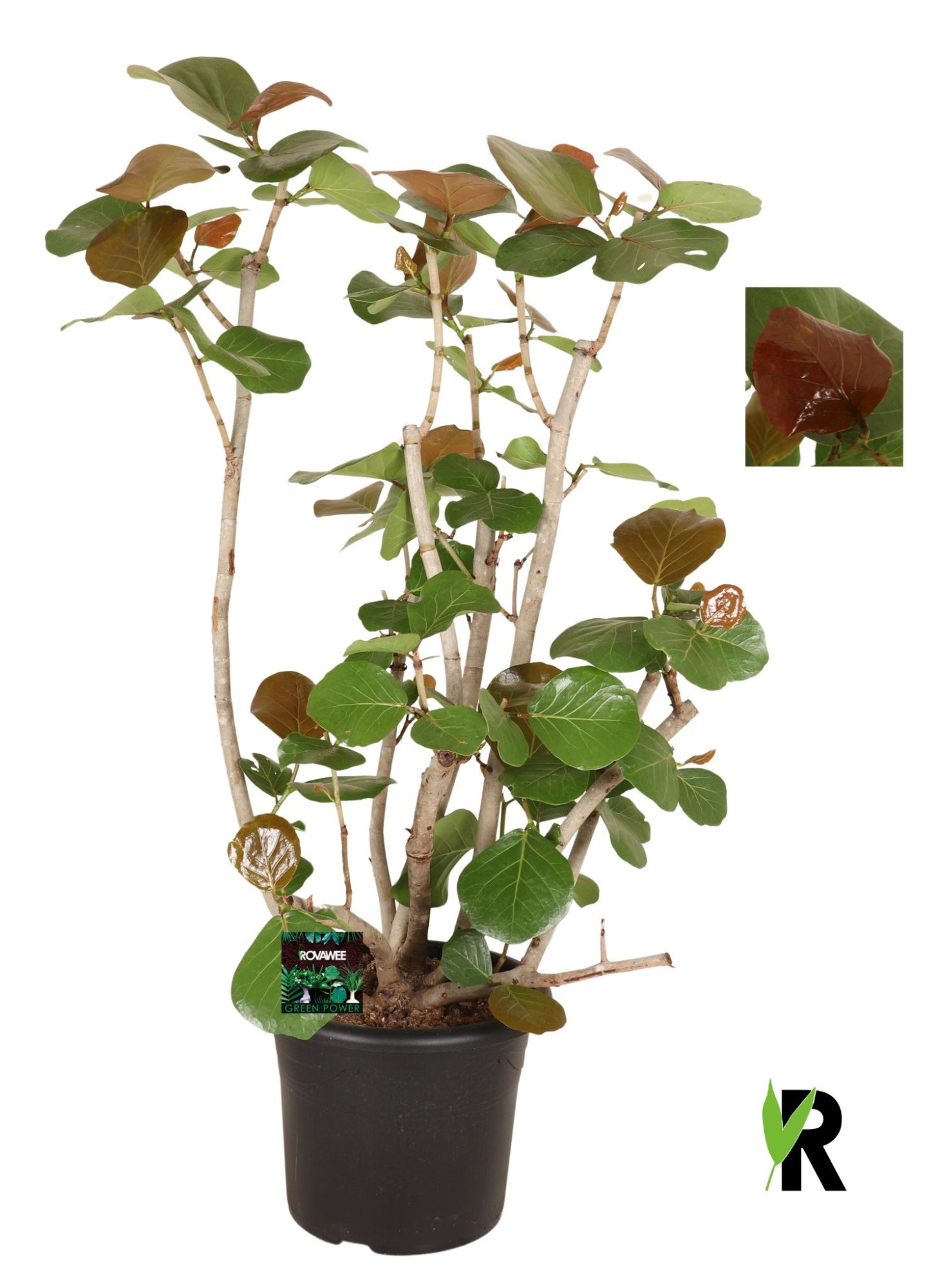 Coccoloba uvifera vertakt, D 40 cm