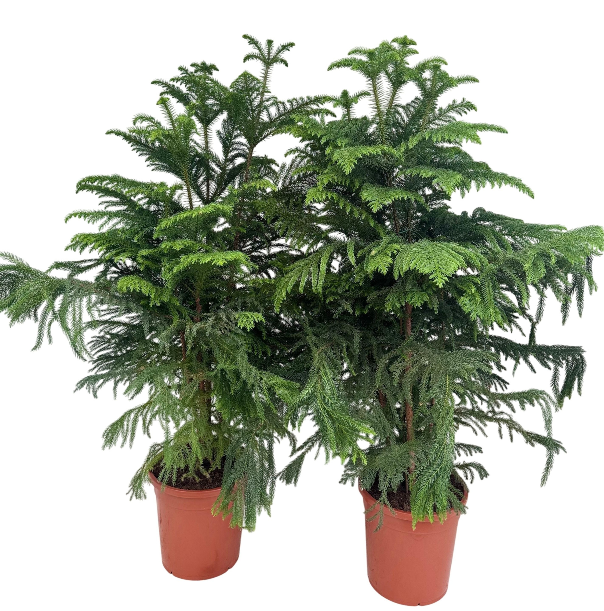 Araucaria heterophylla P31, D 31 cm