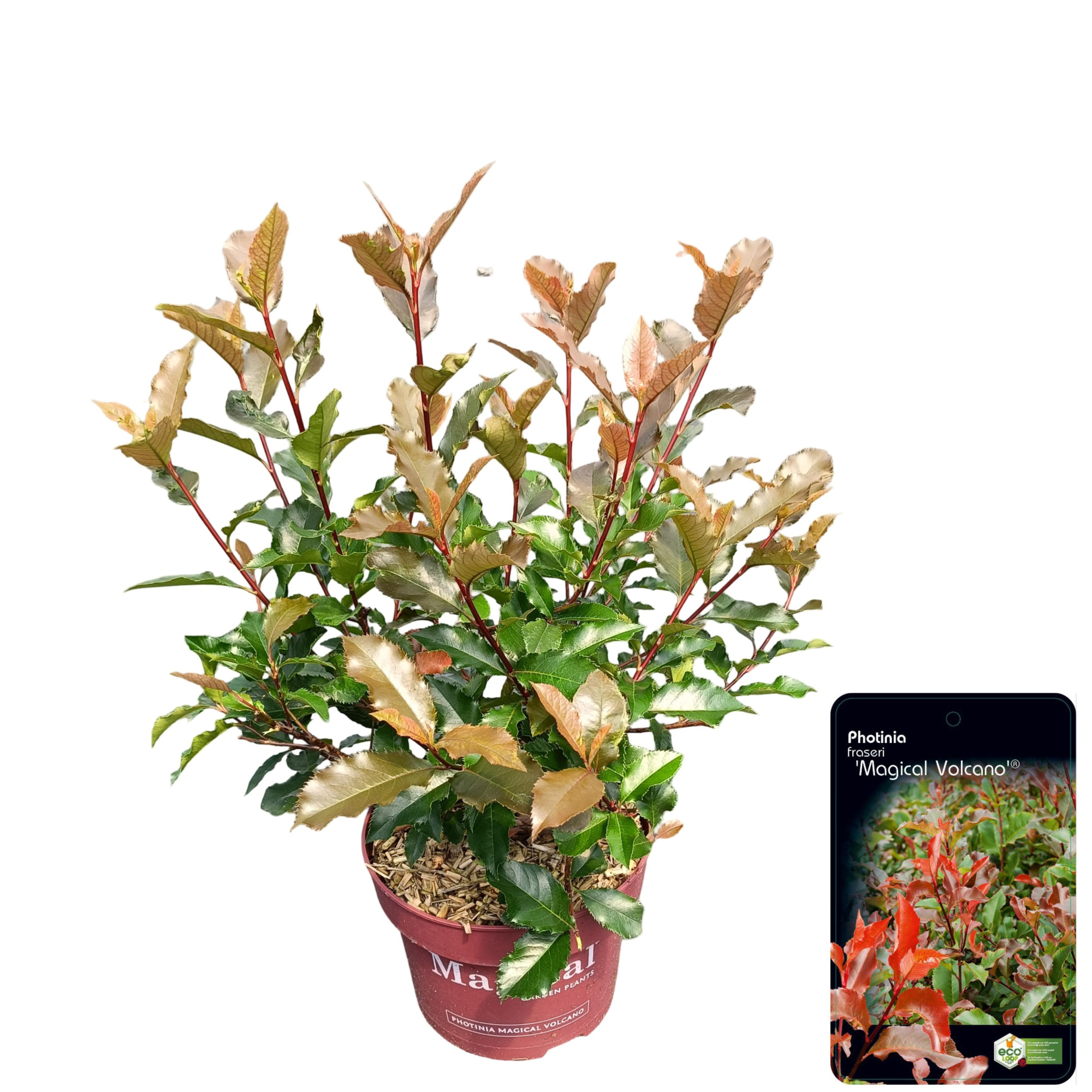 Photinia fraseri 'Magical Volcano'® C5, D 23 cm