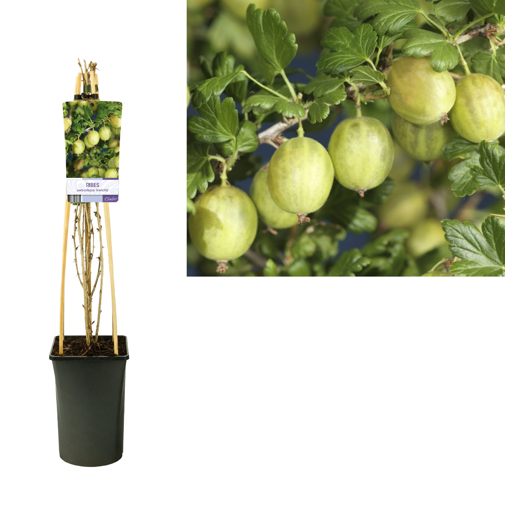 Ribes uva-crispa 'Invicta' +light label, D 17