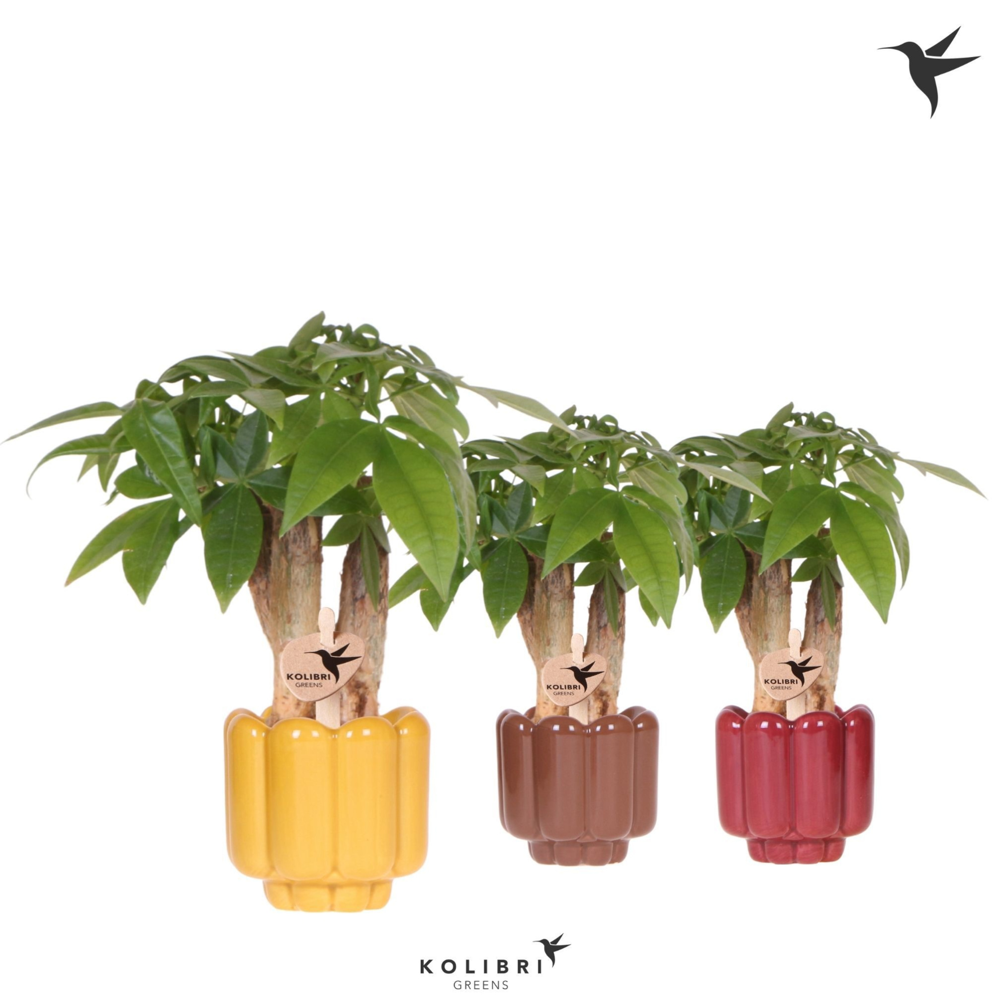 Kolibri Greens Pachira in Retro pot yellow mix, D 6