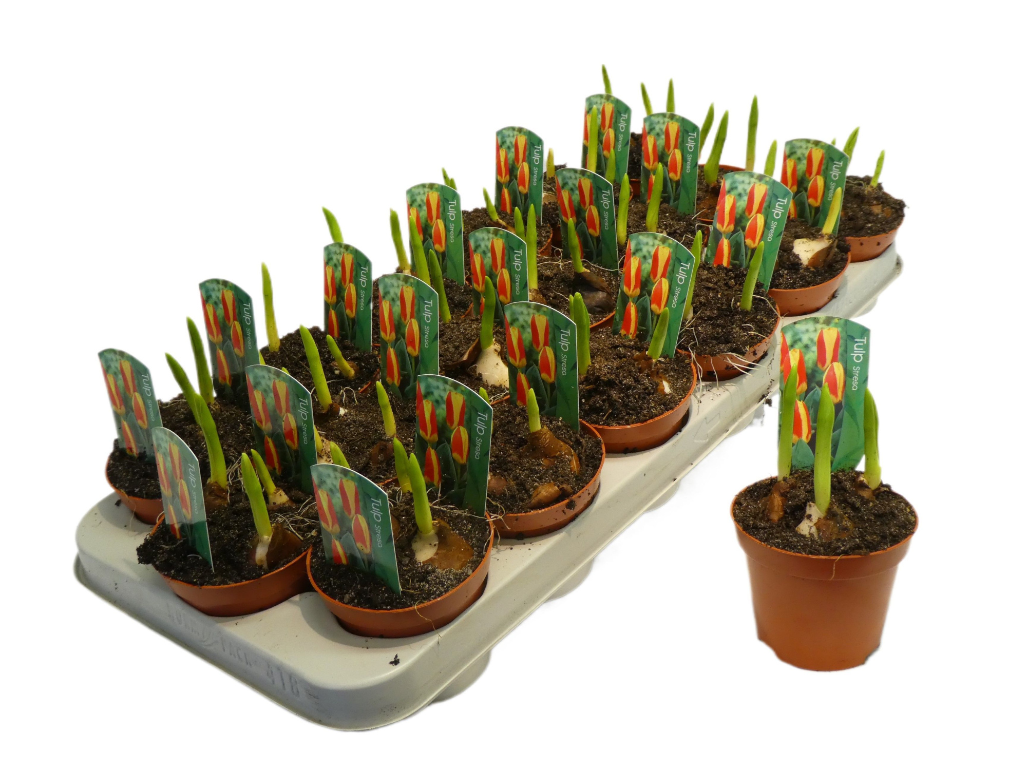 Tulp stresa rood/geel, D 9