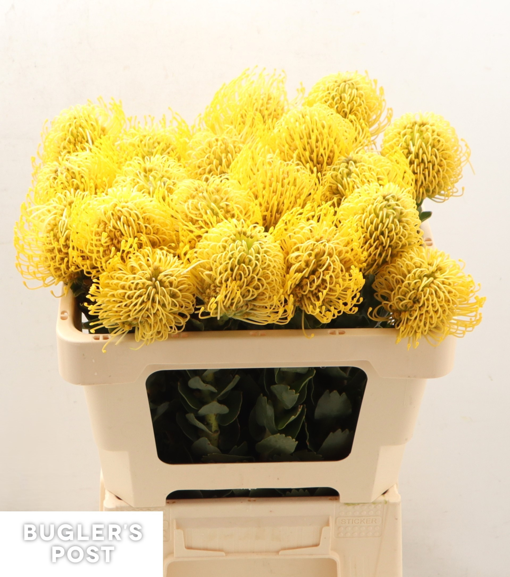 Нутанс Хай Голд 50, шт.