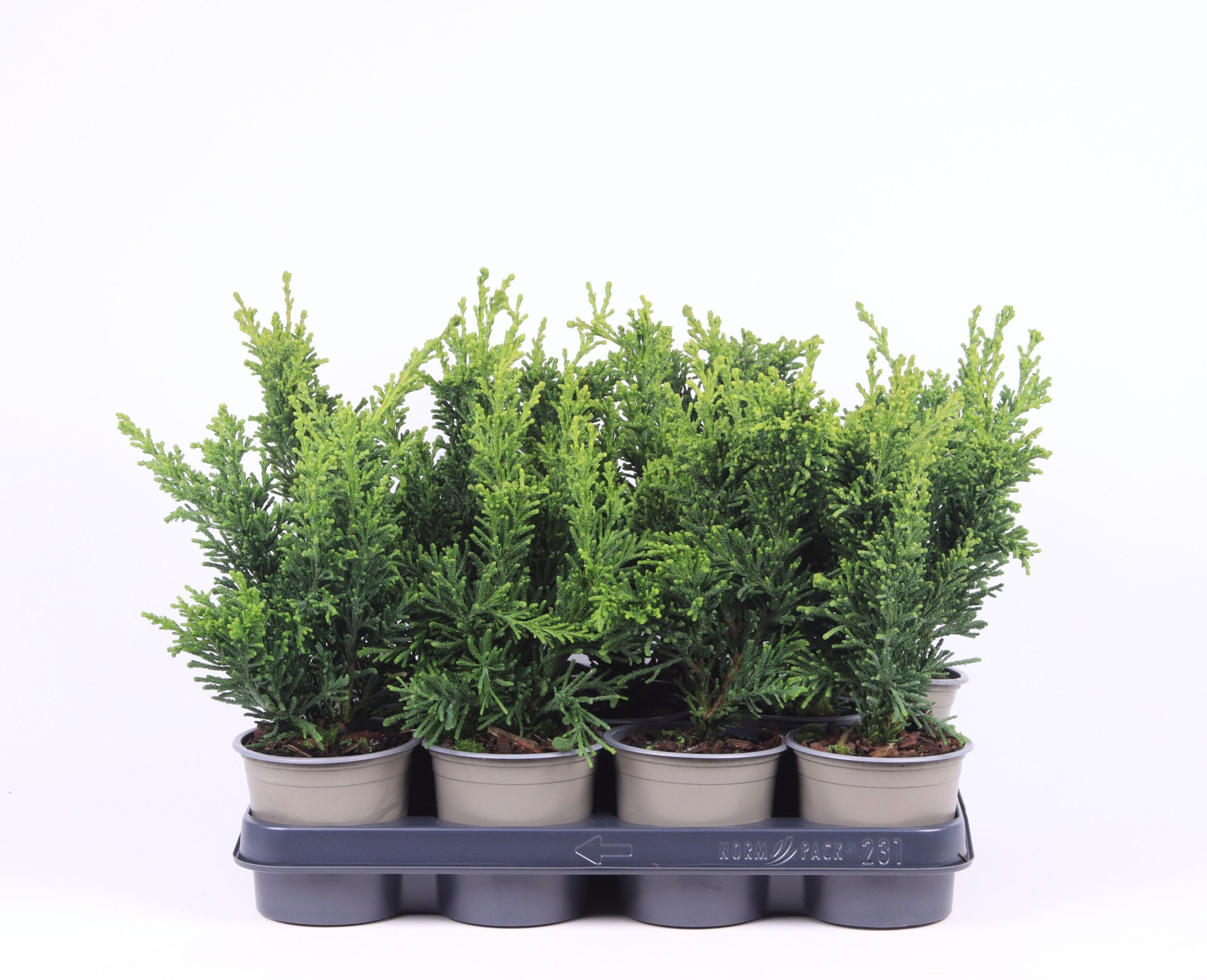 Chamaecyparis obtusa 'Draht', D 11 cm